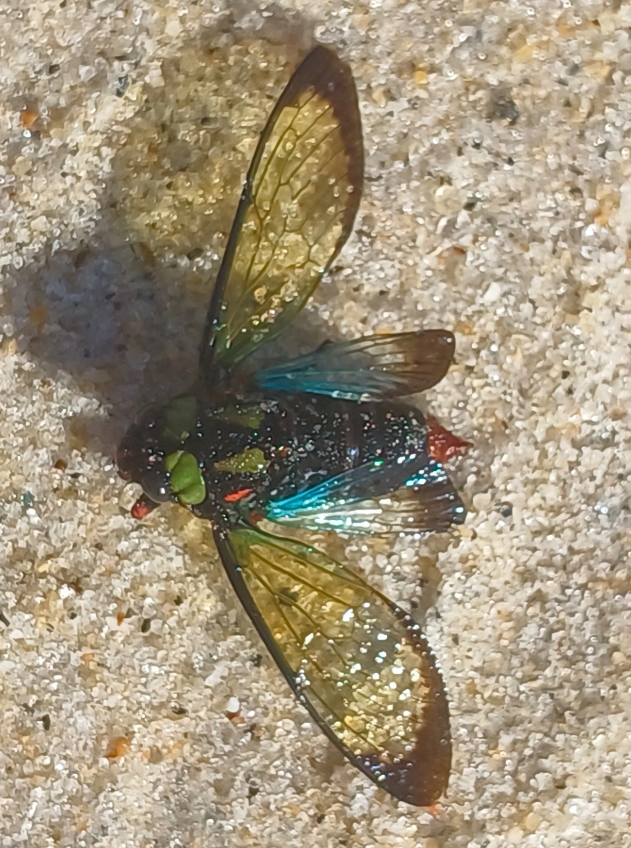 Cigarra-Formosa (Carineta diardi), insetos, fotografado em Maresias, São Sebastião