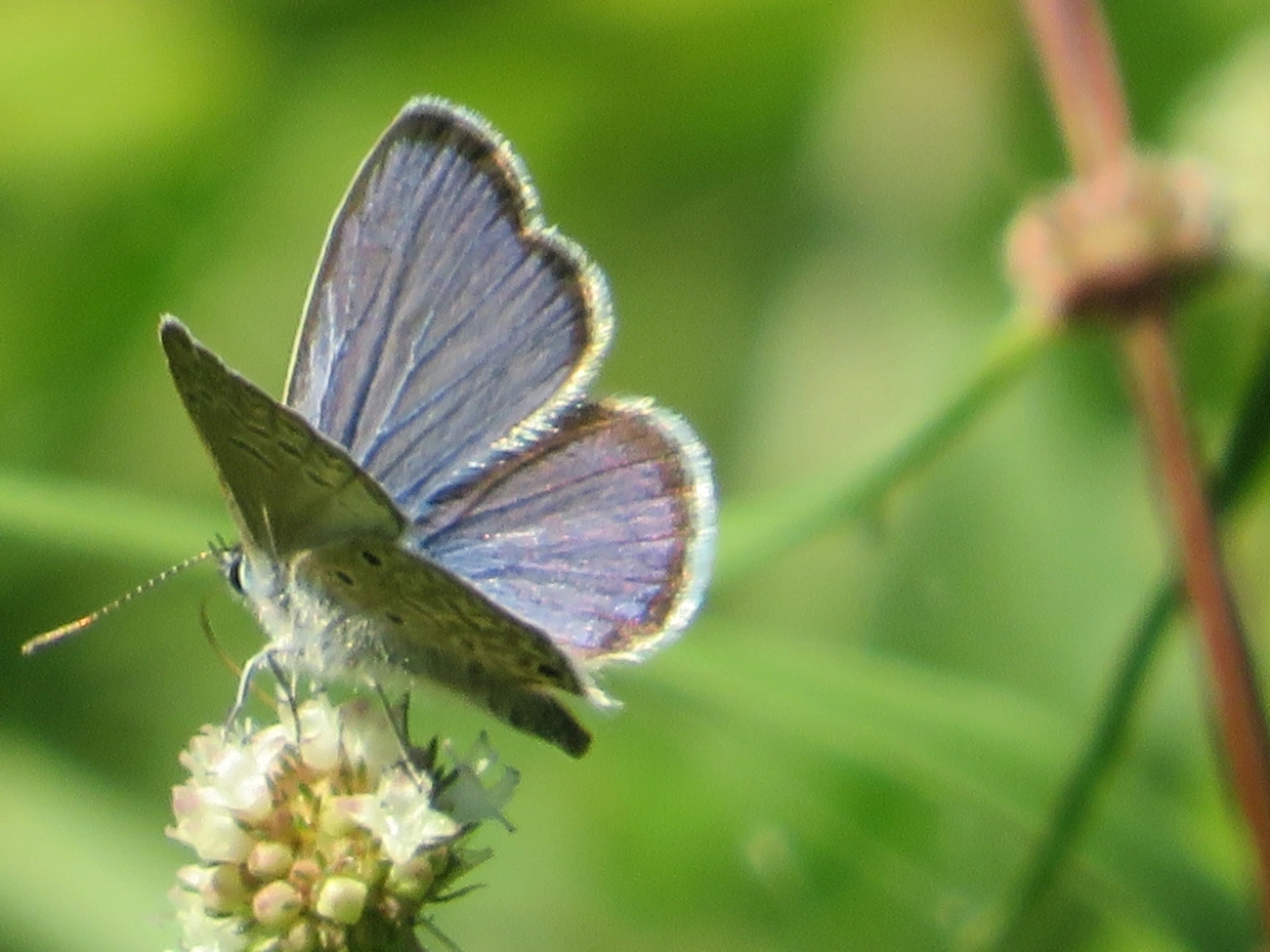 Borboleta-azulzinha-do-trevo (Hemiargus hanno), insetos, fotografado em Maresias, São Sebastião