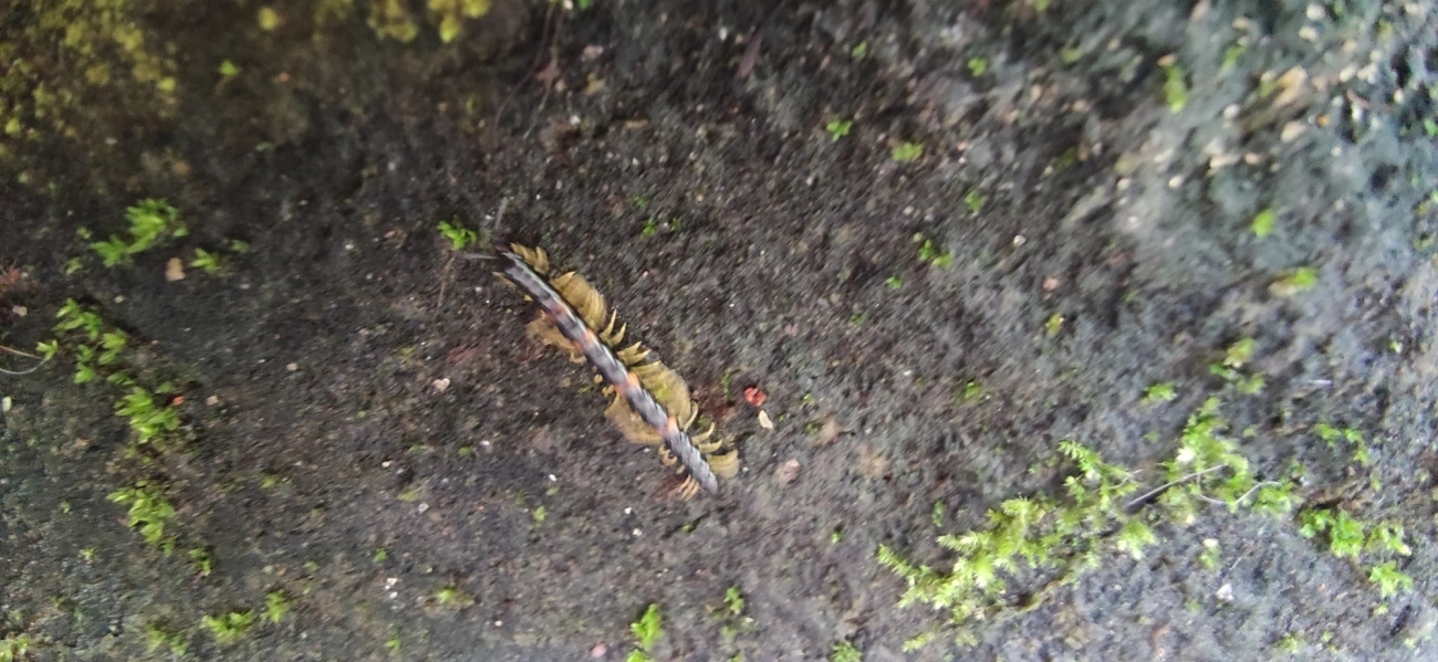Polydesmida, outros, fotografado em Maresias, São Sebastião