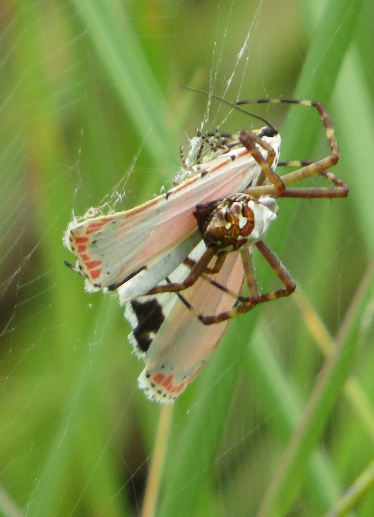 Mariposa-Ornatrix (Utetheisa ornatrix), insetos, fotografado em Maresias, São Sebastião