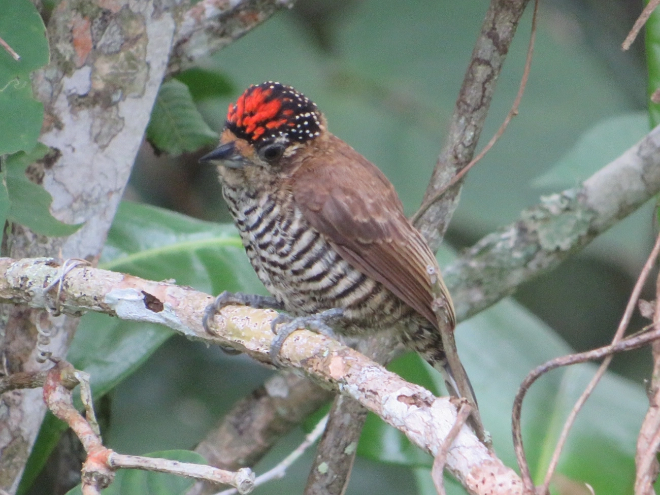 Pica-pau-anão-barrado (Picumnus cirratus), aves, fotografado em Maresias, São Sebastião