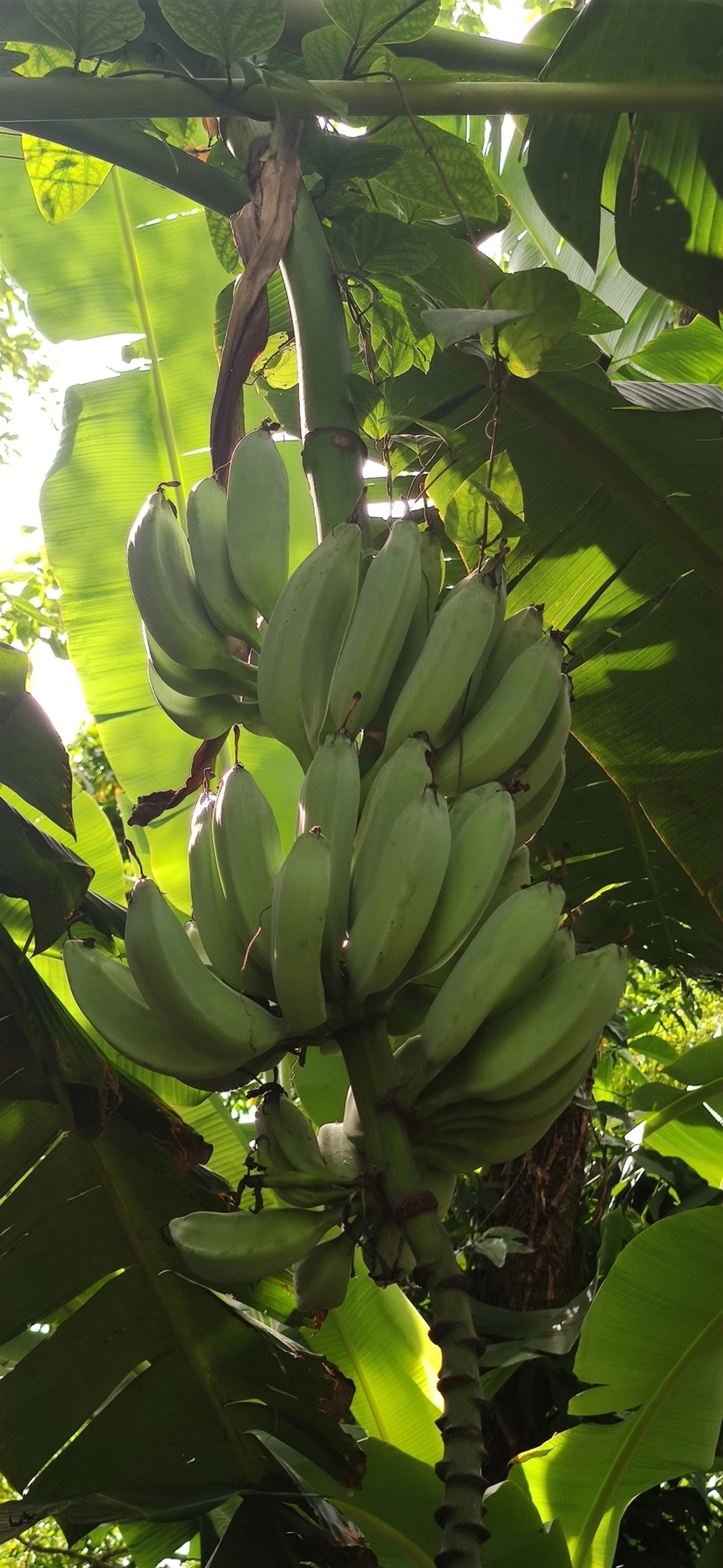 Banana (Musa × paradisiaca), plantas, fotografado em Maresias, São Sebastião
