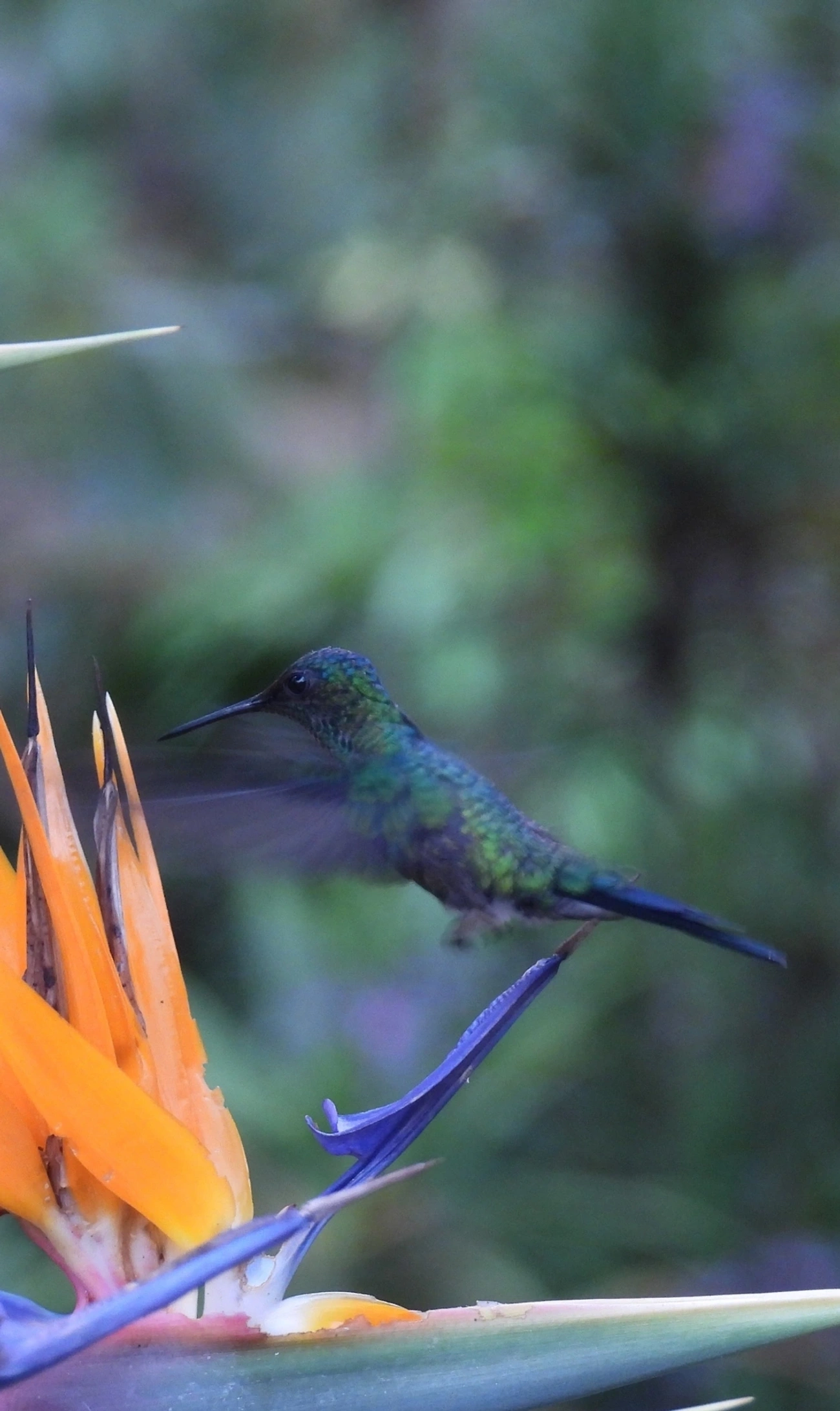 Beija-flor-de-fronte-violeta (Thalurania glaucopis), aves, fotografado em Santa Isabel