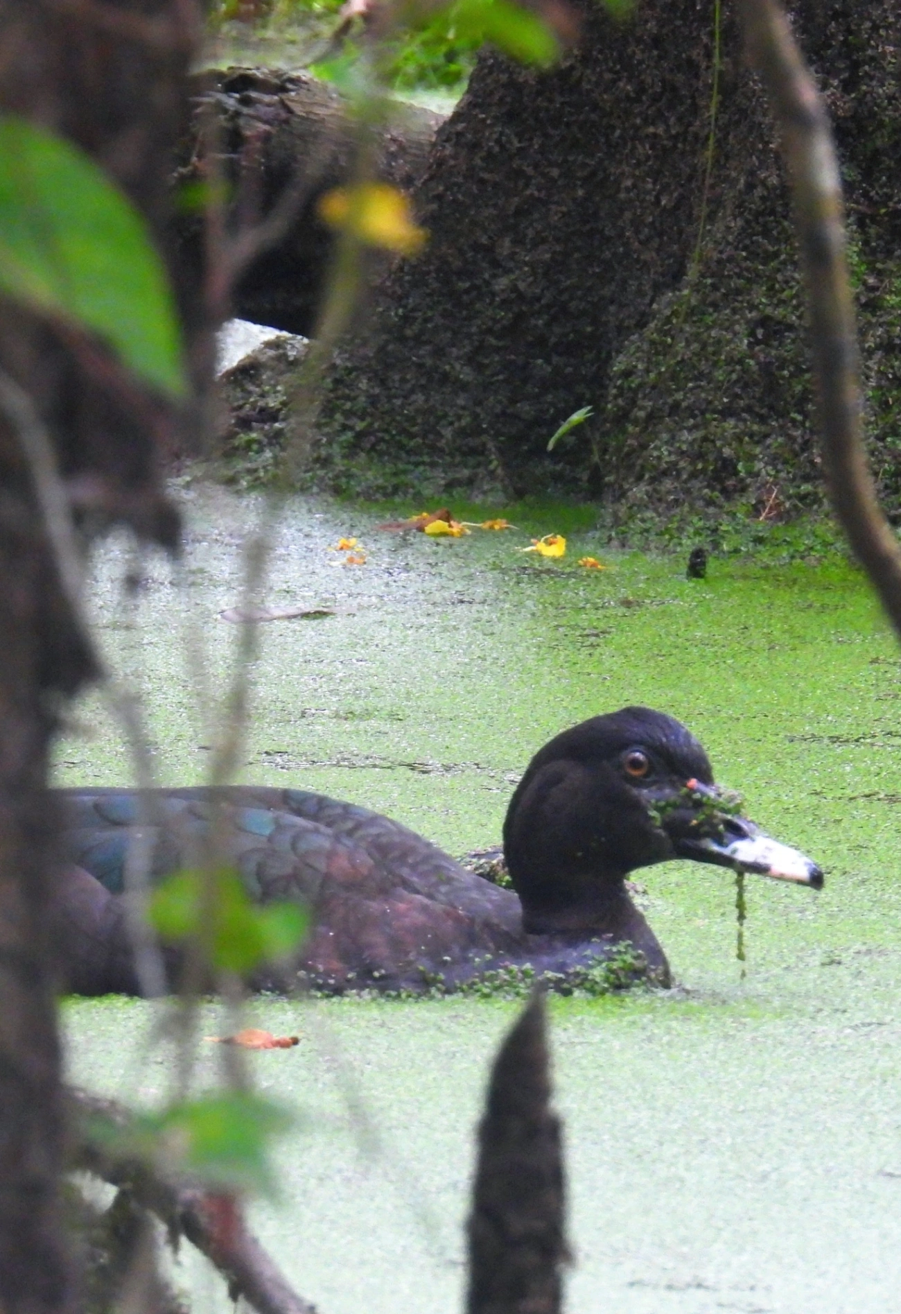 Pato-do-mato (Cairina moschata), aves, fotografado em Maresias, São Sebastião