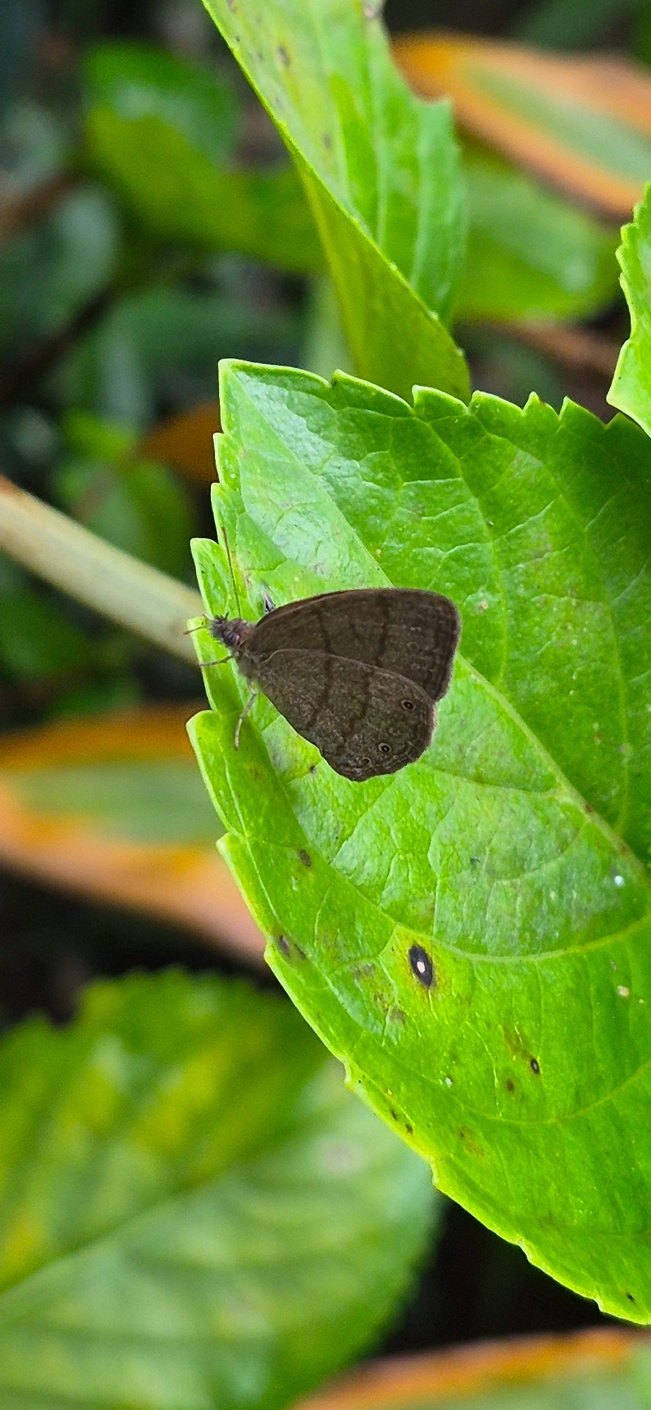 Hermeuptychia, insetos, fotografado em Maresias, São Sebastião