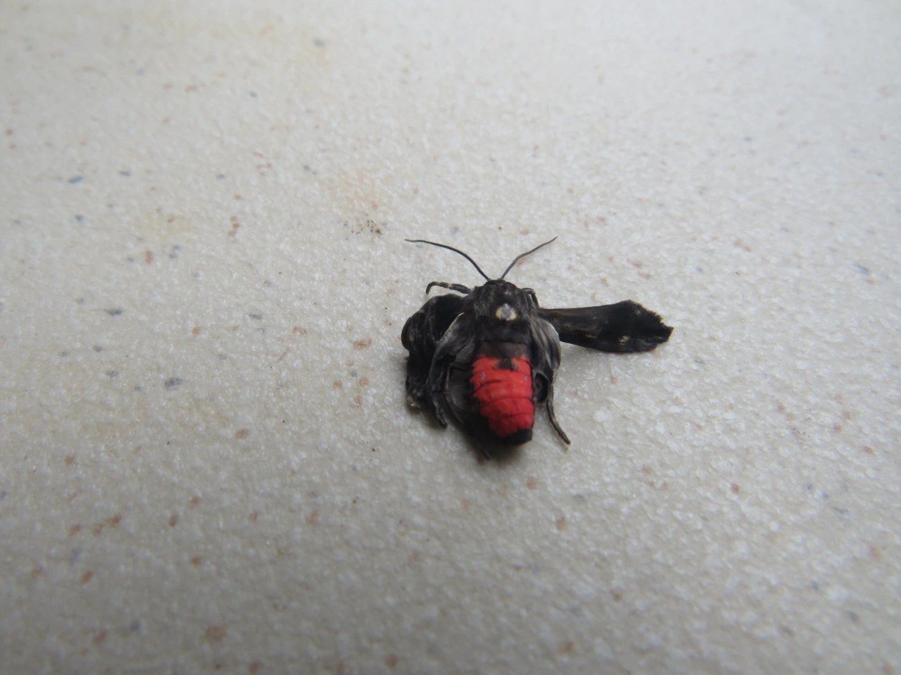 Mariposa-mímica-de-vespa-de-pontas-escarlates (Dinia eagrus), insetos, fotografado em Maresias, São Sebastião