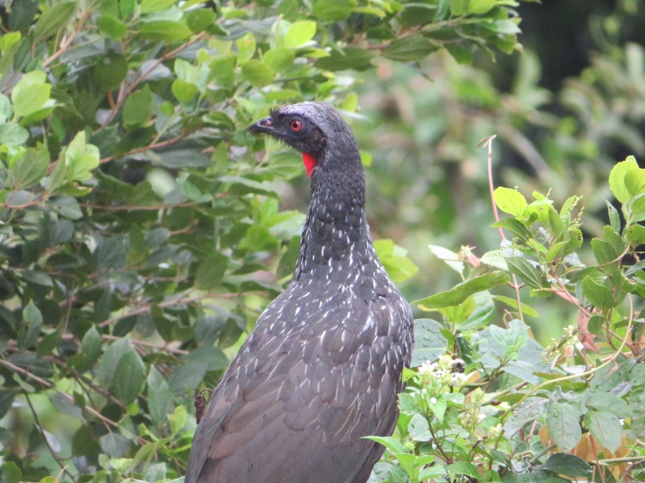 Jacuaçu (Penelope obscura), aves, fotografado em Maresias, São Sebastião