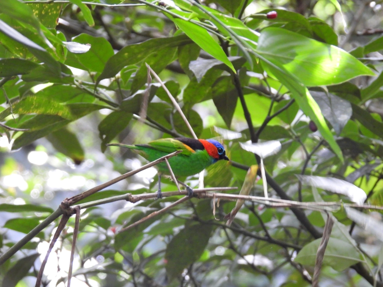 Saíra-militar (Tangara cyanocephala), aves, fotografado em Paúba, São Sebastião