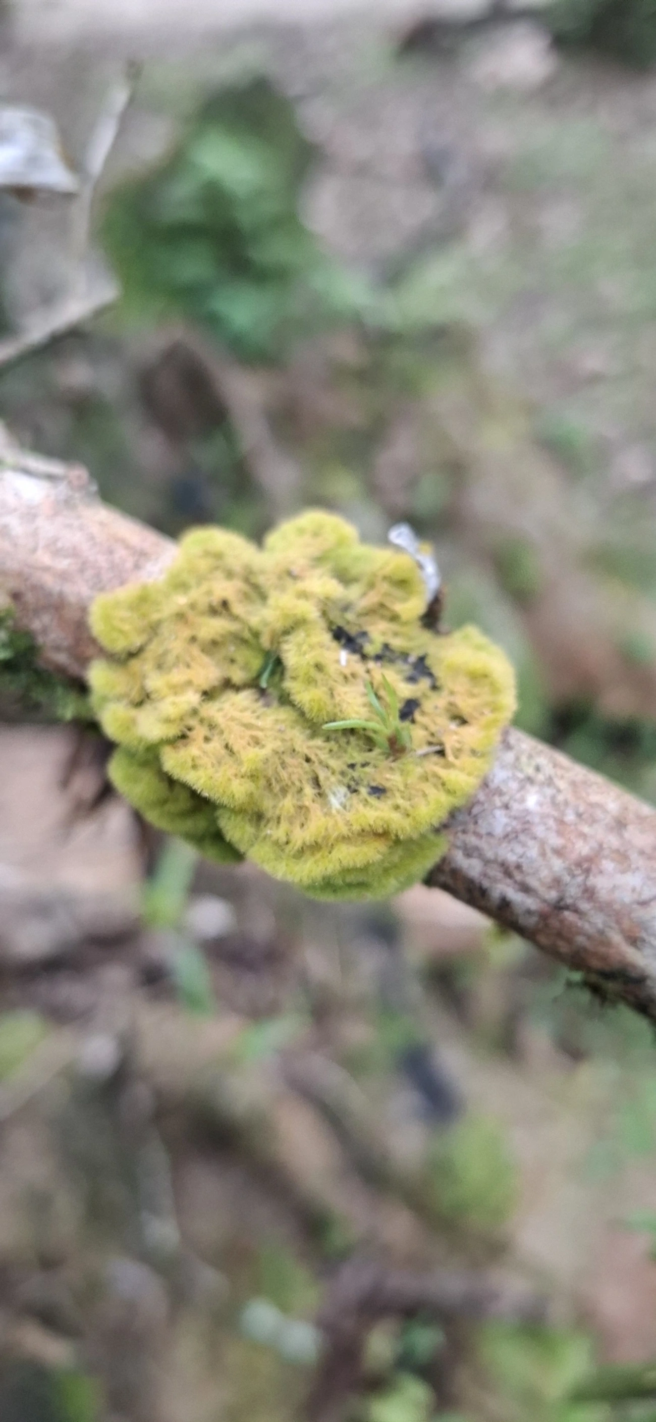 Coenogonium, fungos, fotografado em Maresias, São Sebastião