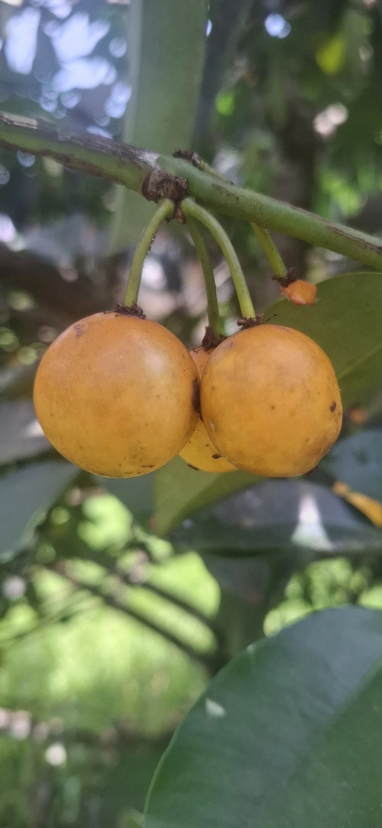 Bacupari (Garcinia brasiliensis), plantas, fotografado em Porto Novo, Caraguatatuba