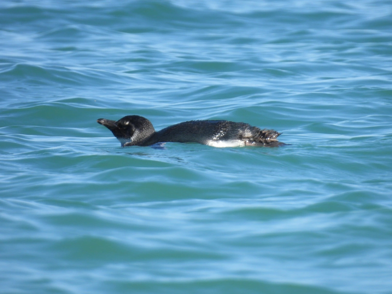 Pinguim-de-magalhães (Spheniscus magellanicus), aves, fotografado em Praia de Santiago, São Sebastião