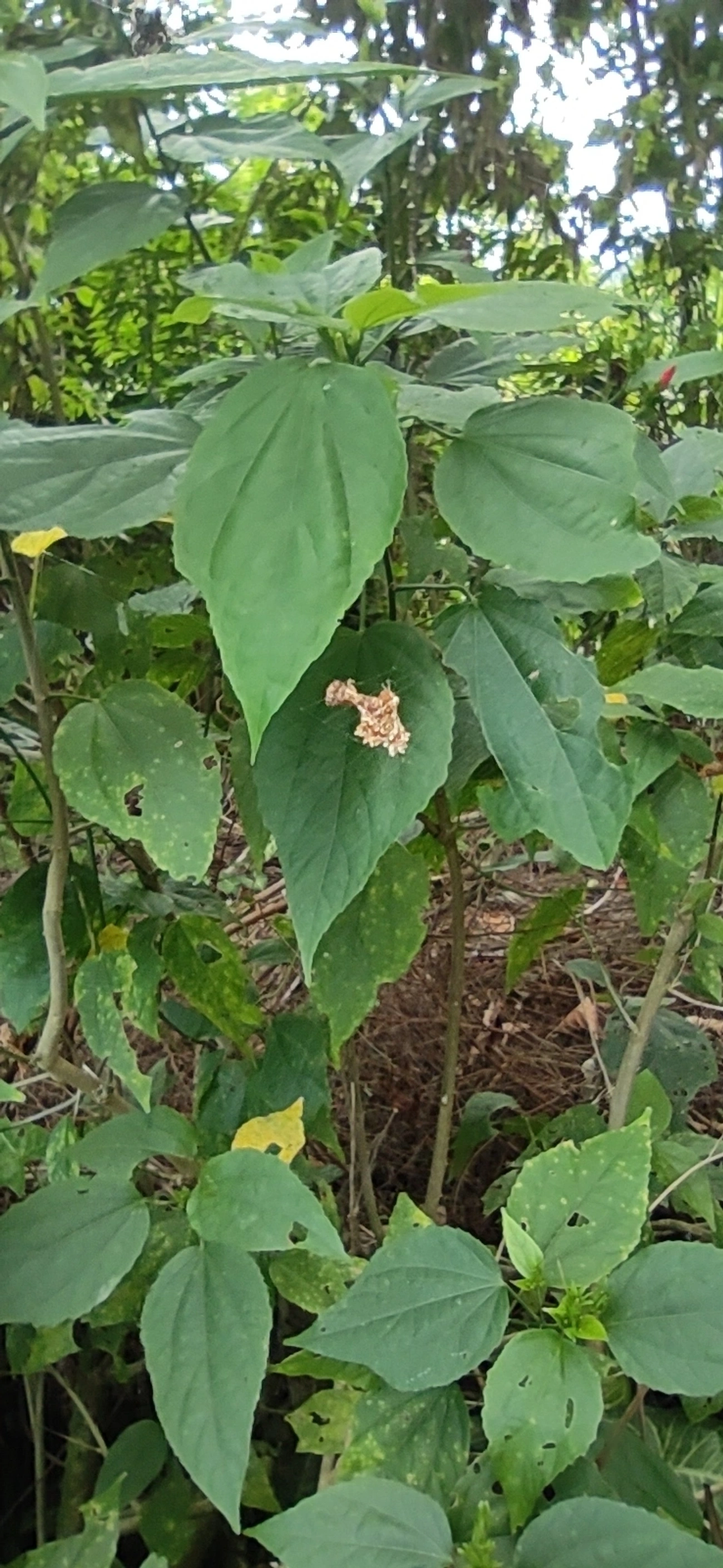 Micrathena horrida, aracnídeos, fotografado em Maresias, São Sebastião