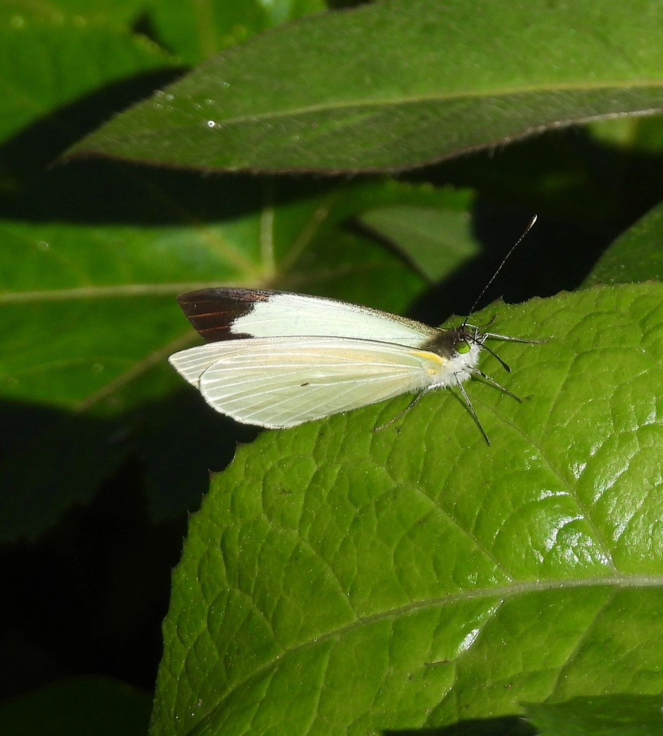 Branca-de-olhos-verdes (Leptophobia aripa), insetos, fotografado em Pedra Selada