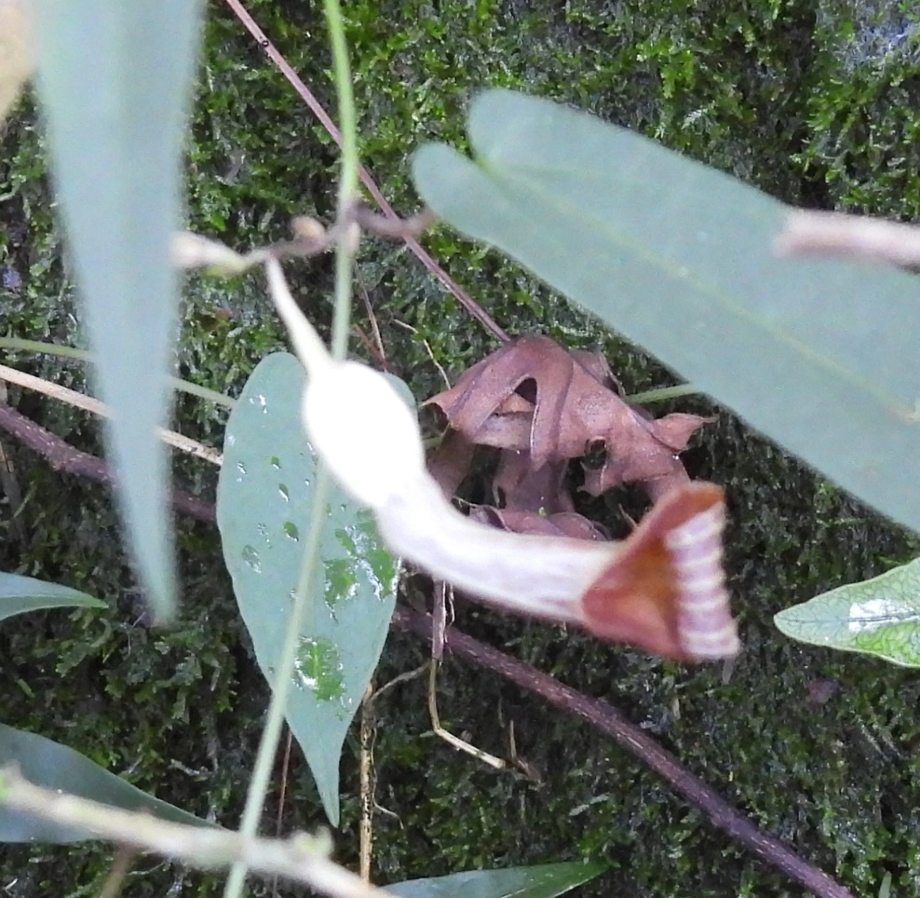 Plantas (Plantae), plantas, fotografado em Queluz