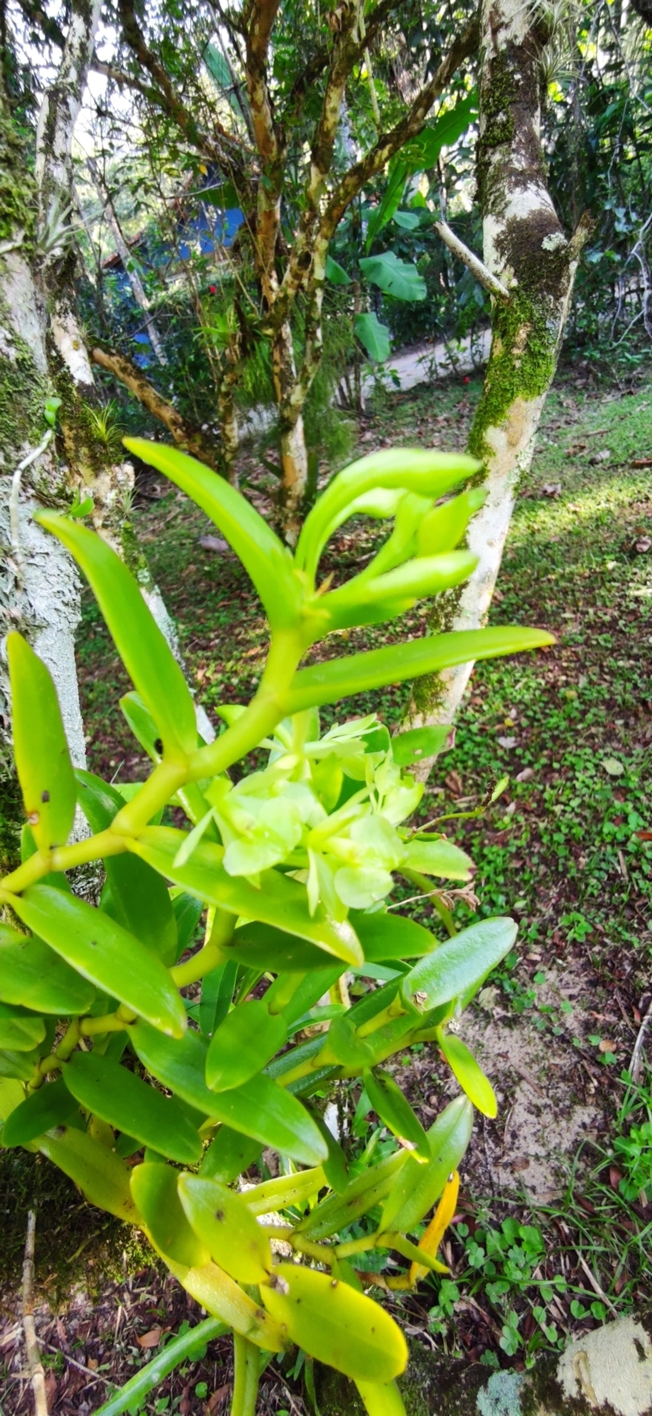 Epidendrum difforme, plantas, fotografado em Maresias, São Sebastião