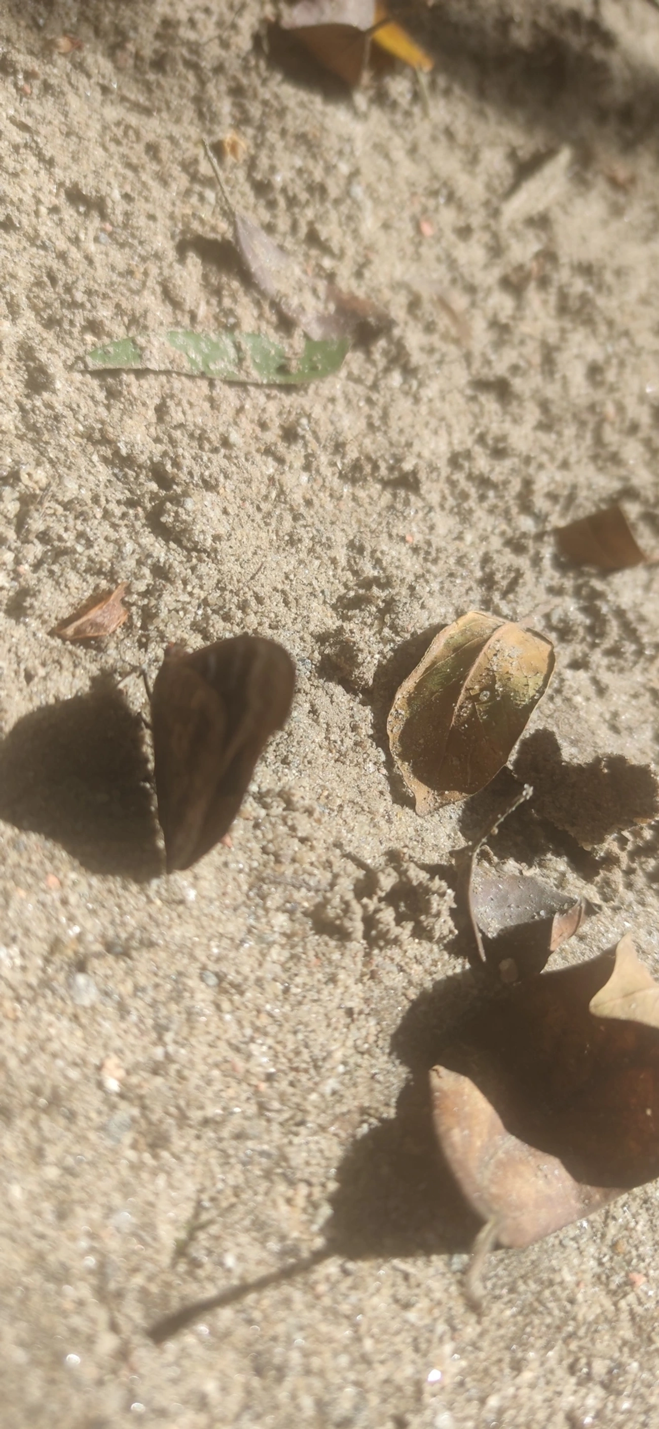 Monarcas (Nymphalidae), insetos, fotografado em Maresias, São Sebastião