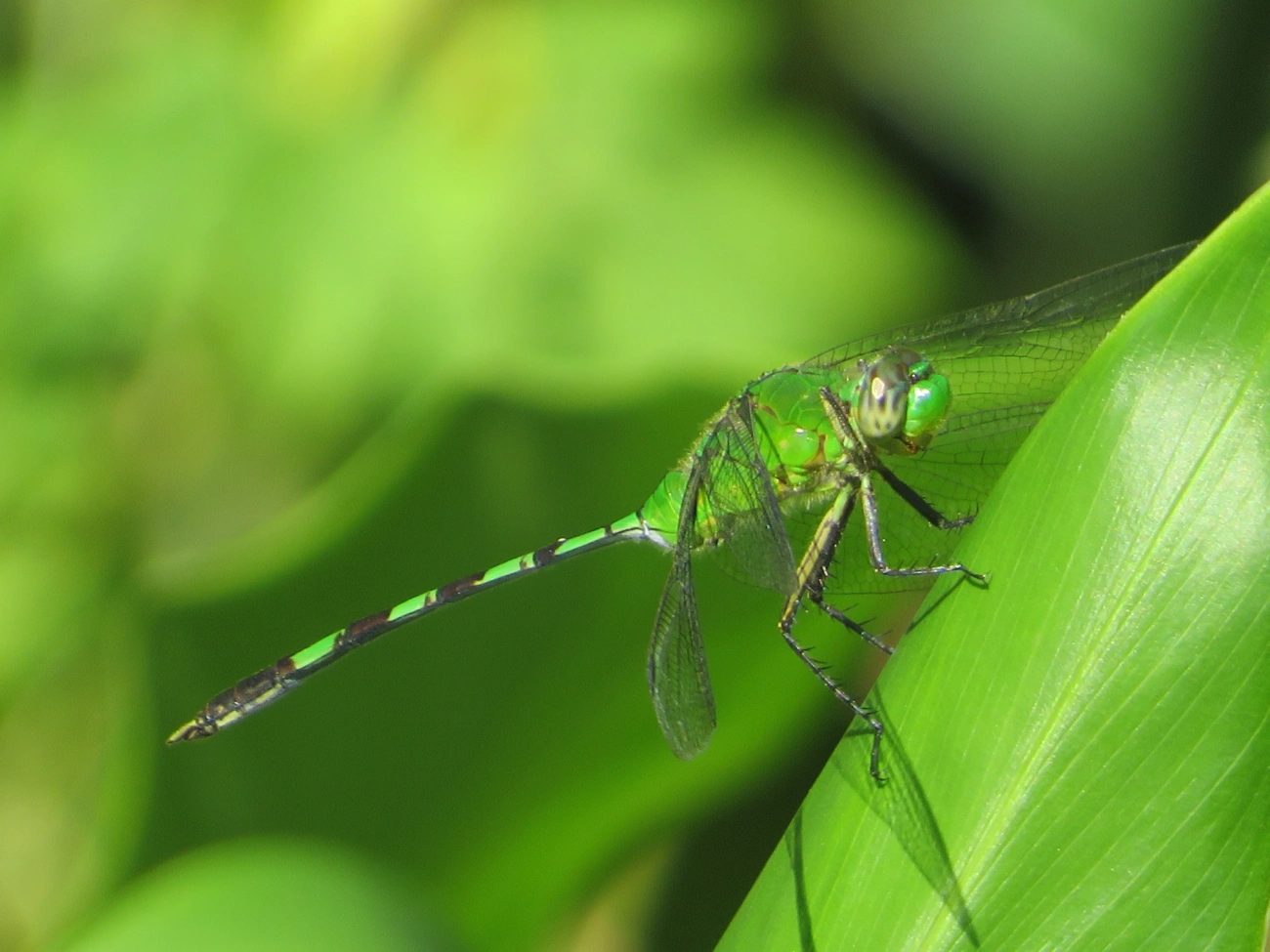 Libélula-verde (Erythemis vesiculosa), insetos, fotografado em Maresias, São Sebastião
