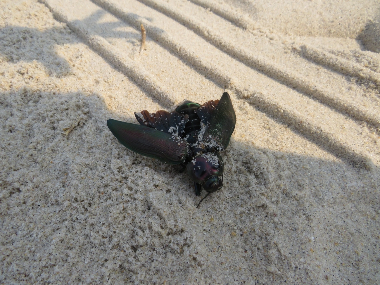 Besouro-jóia-gigante (Euchroma giganteum), insetos, fotografado em Maresias, São Sebastião