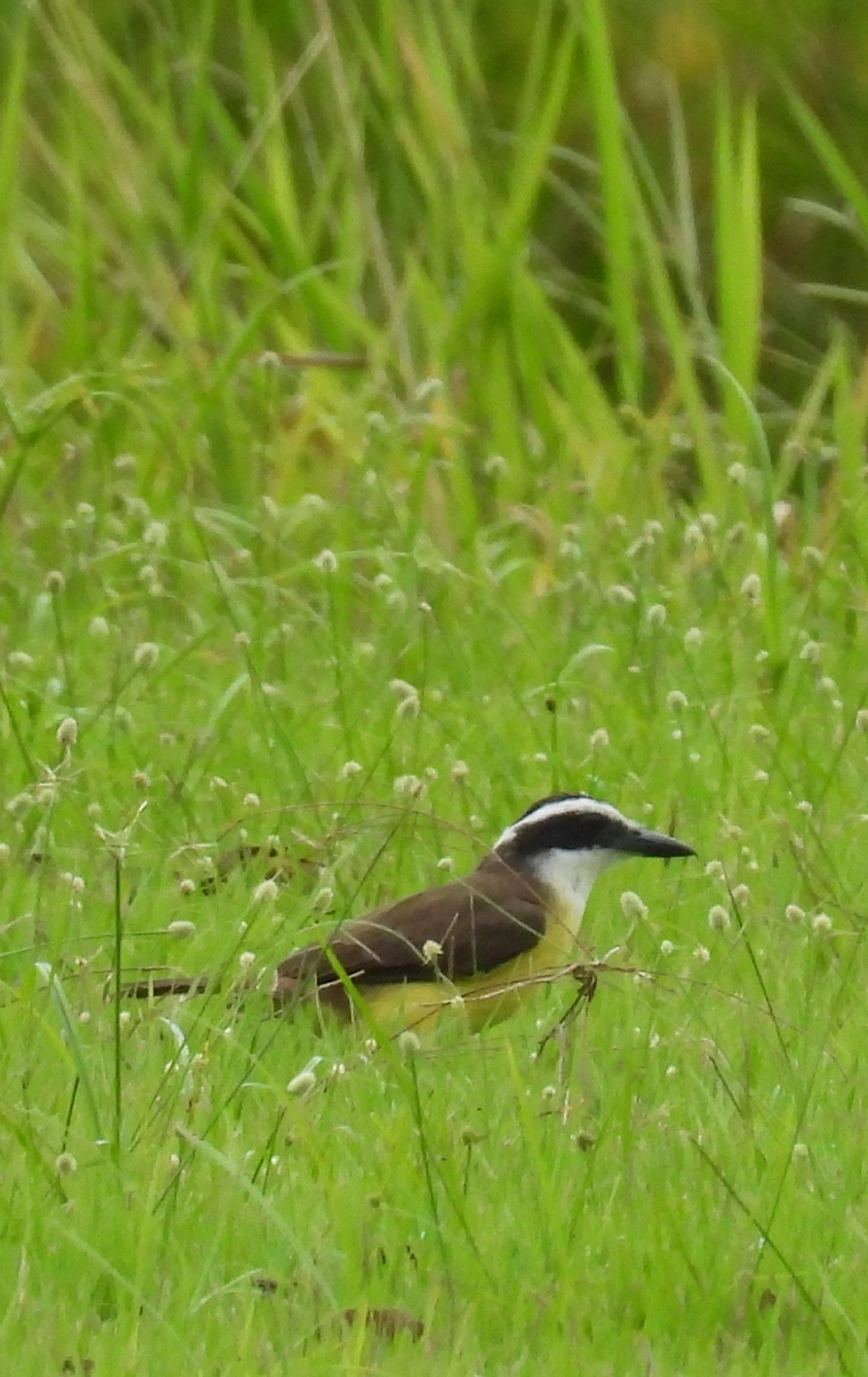 Bem-te-vi (Pitangus sulphuratus), aves, fotografado em Indaiá, Caraguatatuba