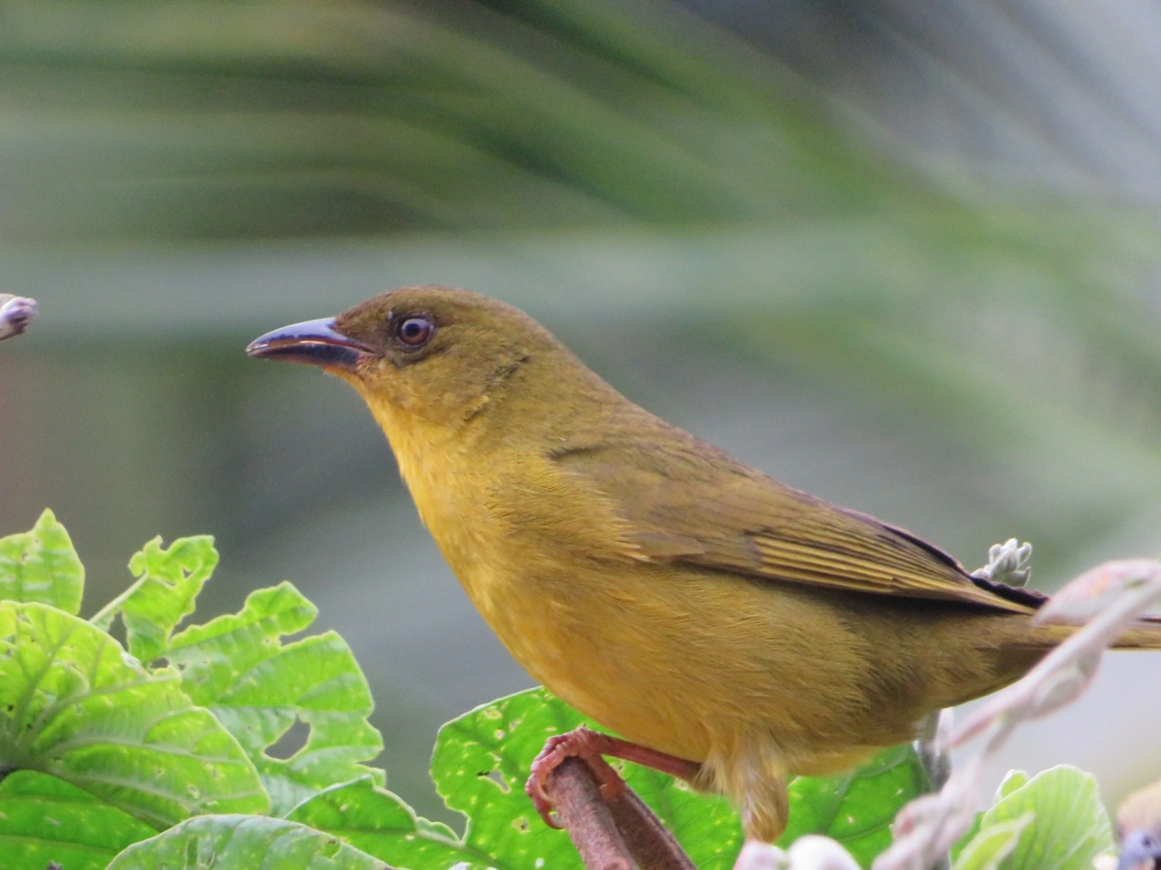 Catirumbava (Orthogonys chloricterus), aves, fotografado em Maresias, São Sebastião