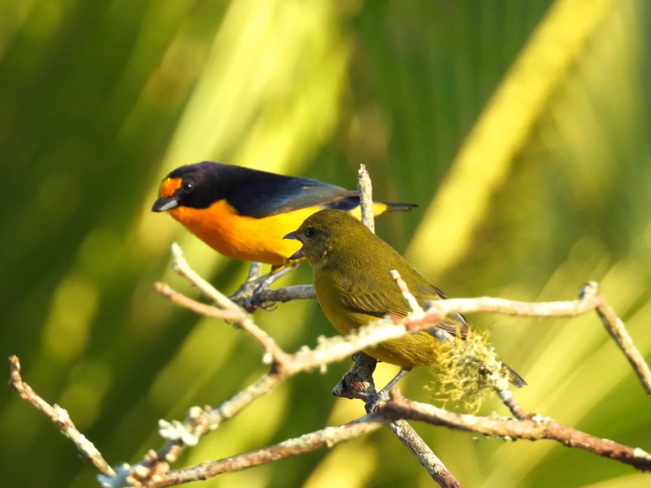 Gaturamo-verdadeiro (Euphonia violacea), aves, fotografado em Maresias, São Sebastião