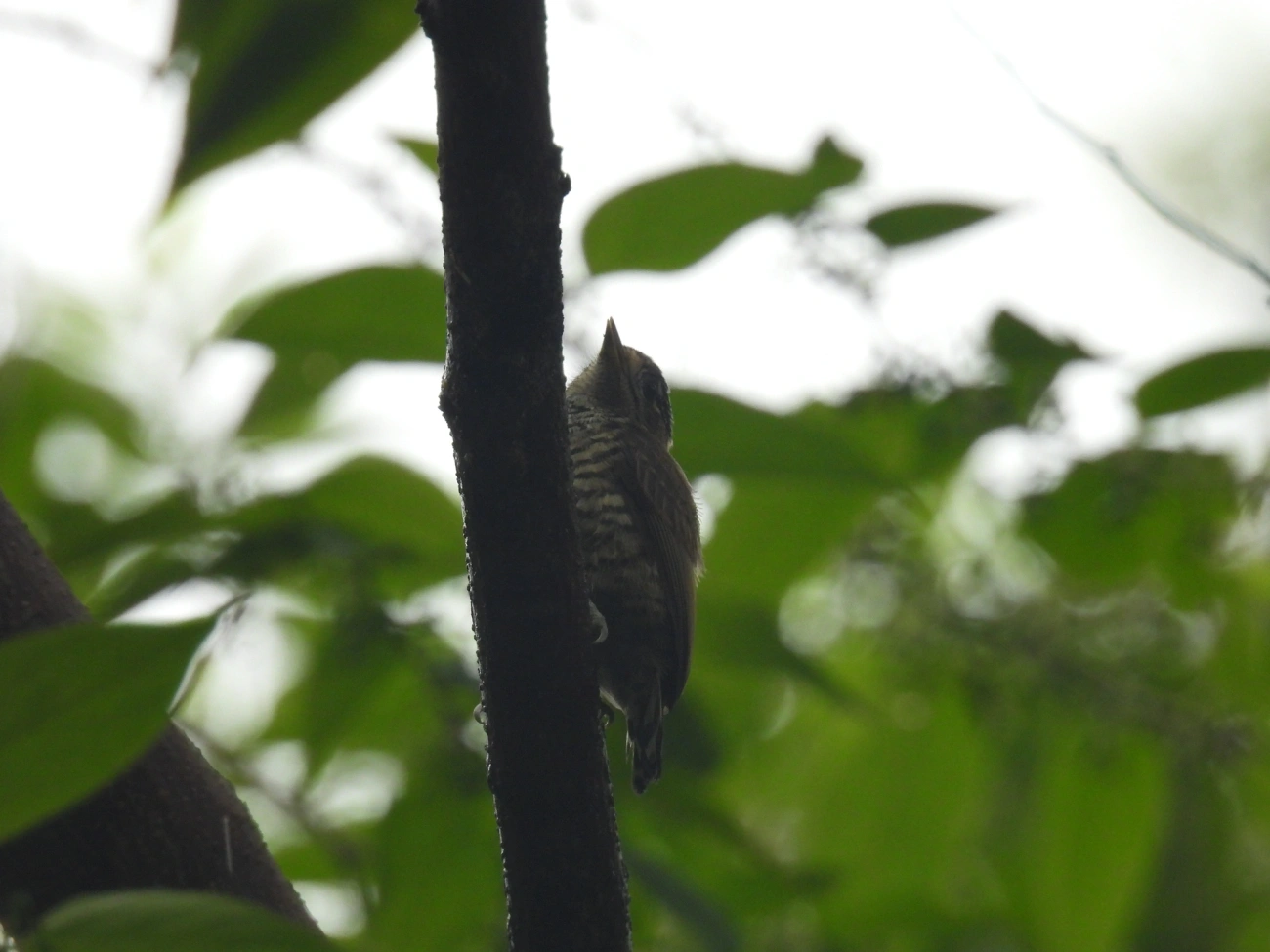 Pica-paus anões (Picumnus), aves, fotografado em Bonete, Ilhabela
