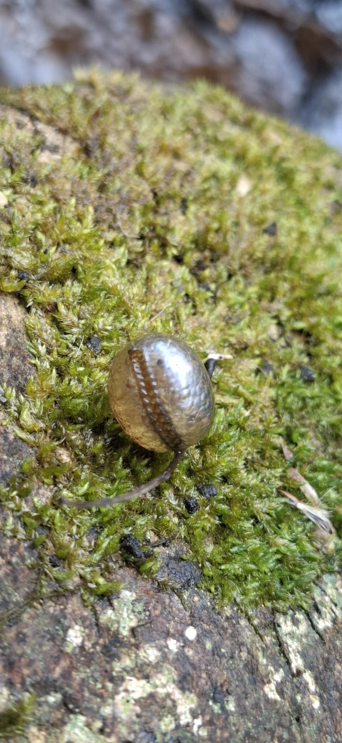 Simpulopsis, moluscos, fotografado em Itamonte