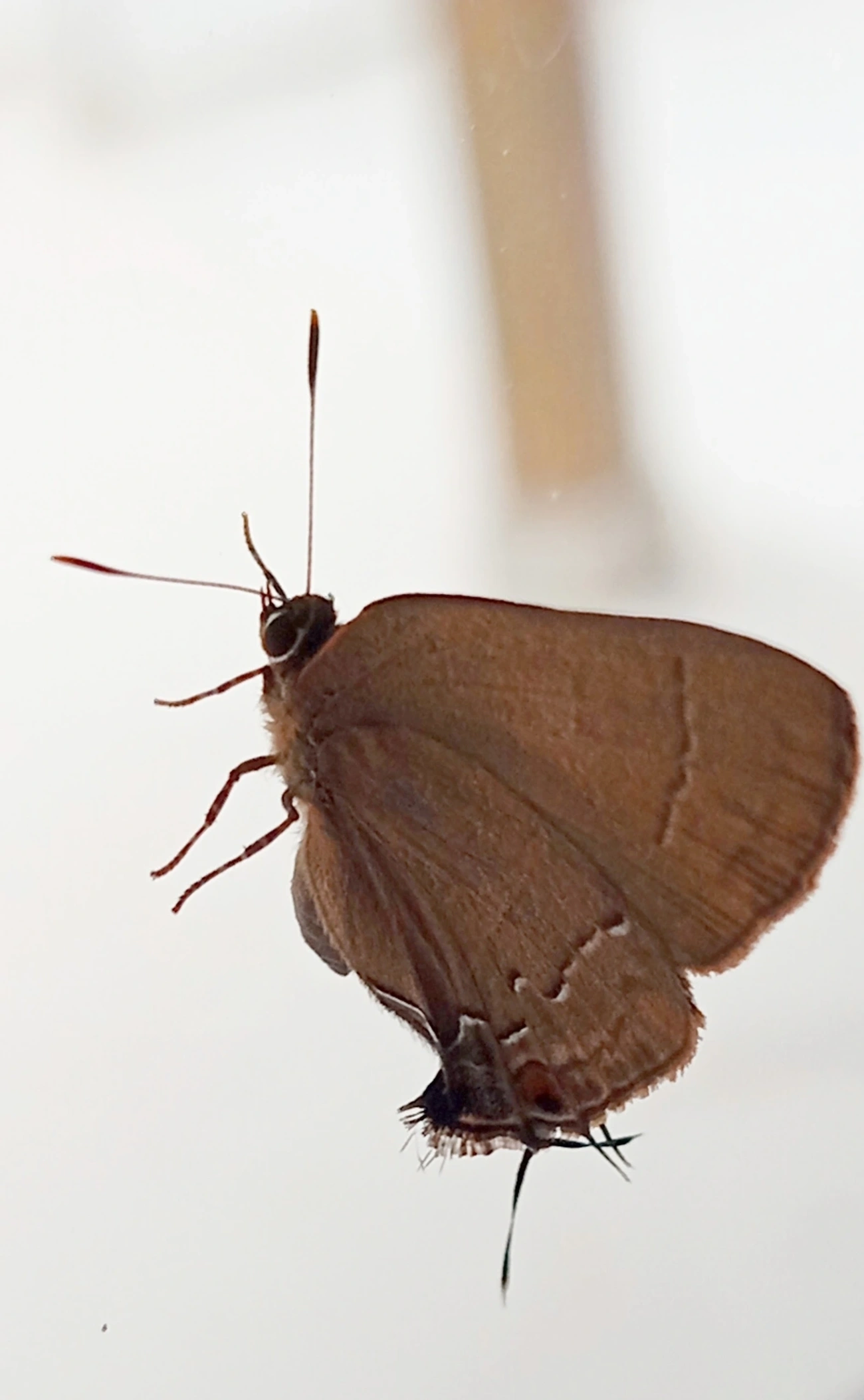 Groundstreak comum (Ziegleria hesperitis), insetos, fotografado em Maresias, São Sebastião