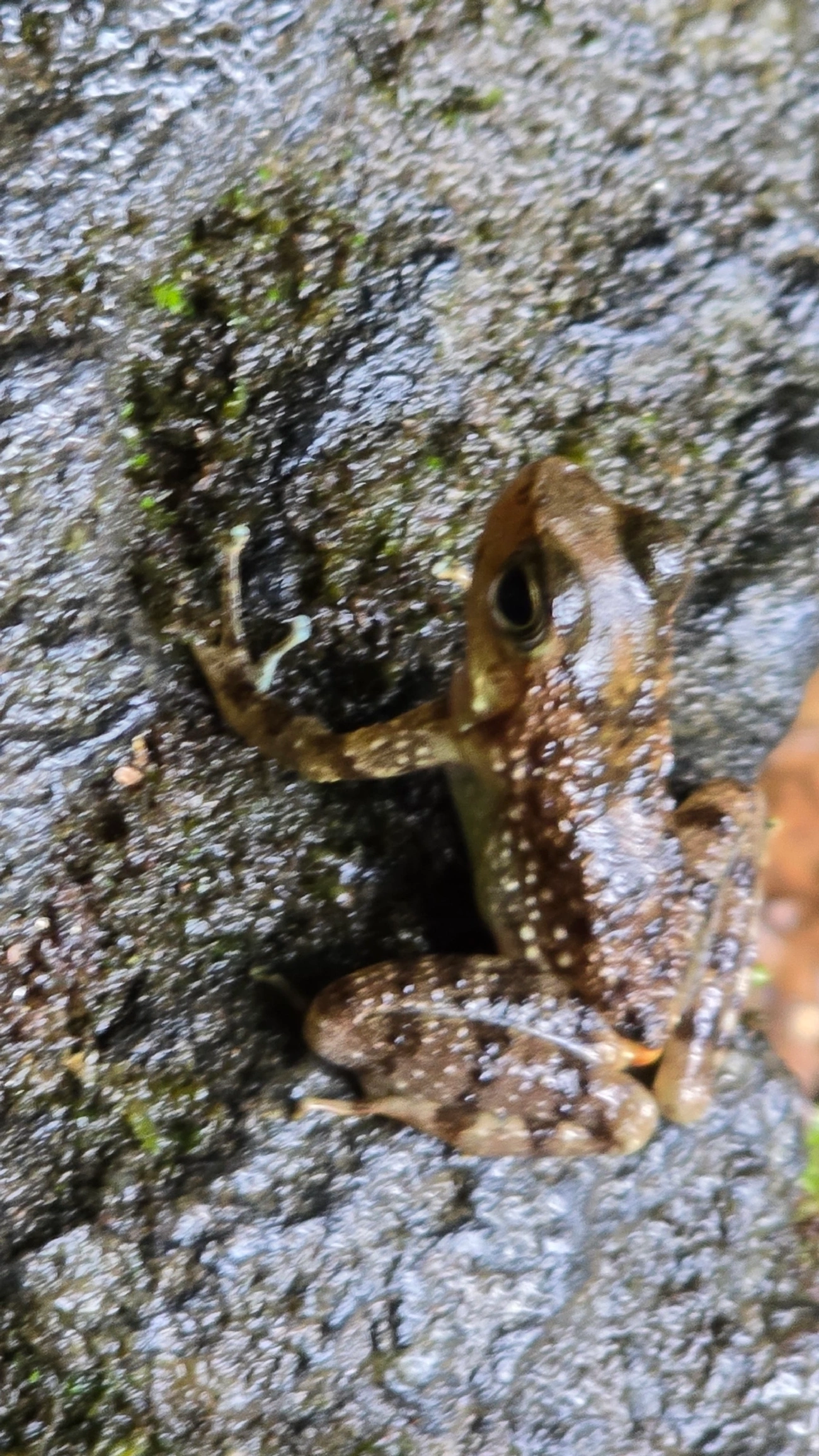 Rã-de-corredeira (Hylodes asper), anfíbios, fotografado em Boiçucanga, São Sebastião