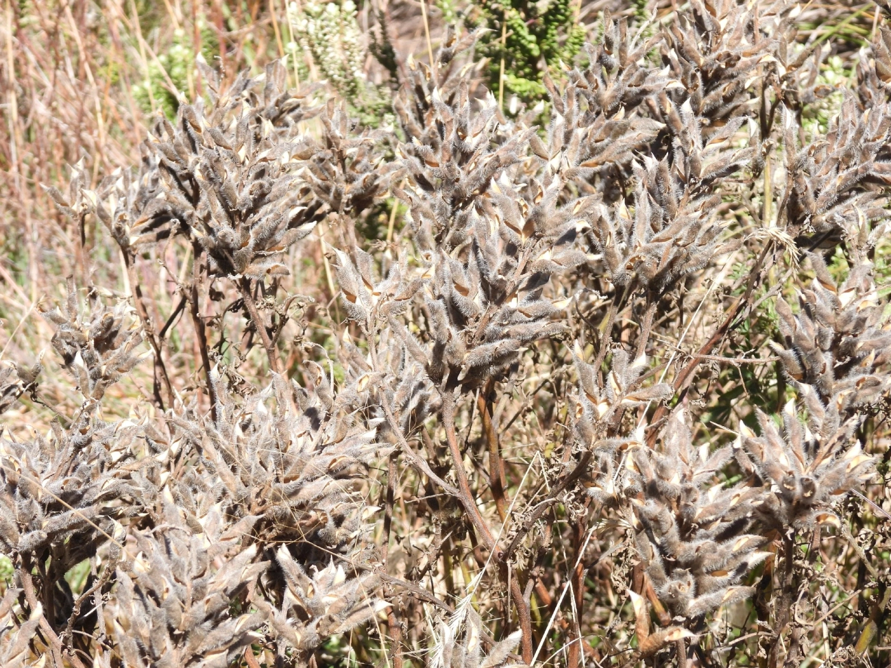 Plantas (Plantae), plantas, fotografado em Engenheiro Passos