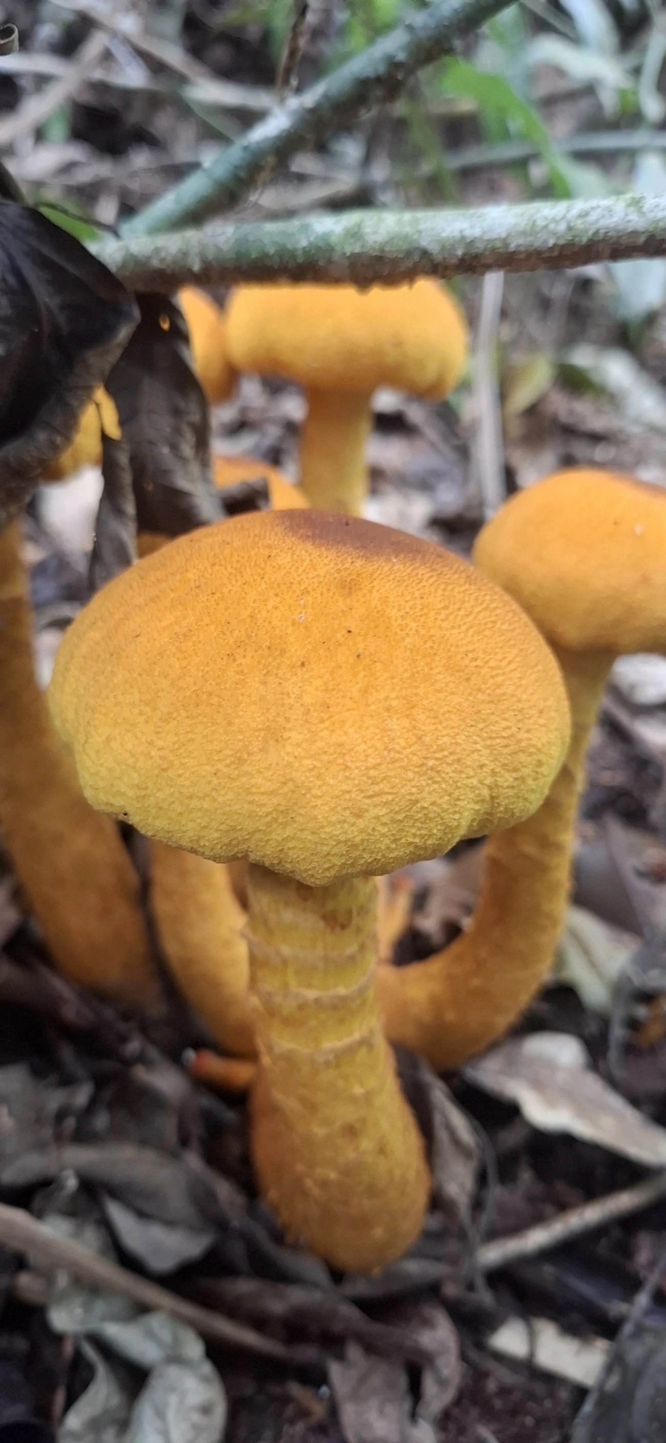 Agaricineae, fungos, fotografado em Enxovas, Ilhabela