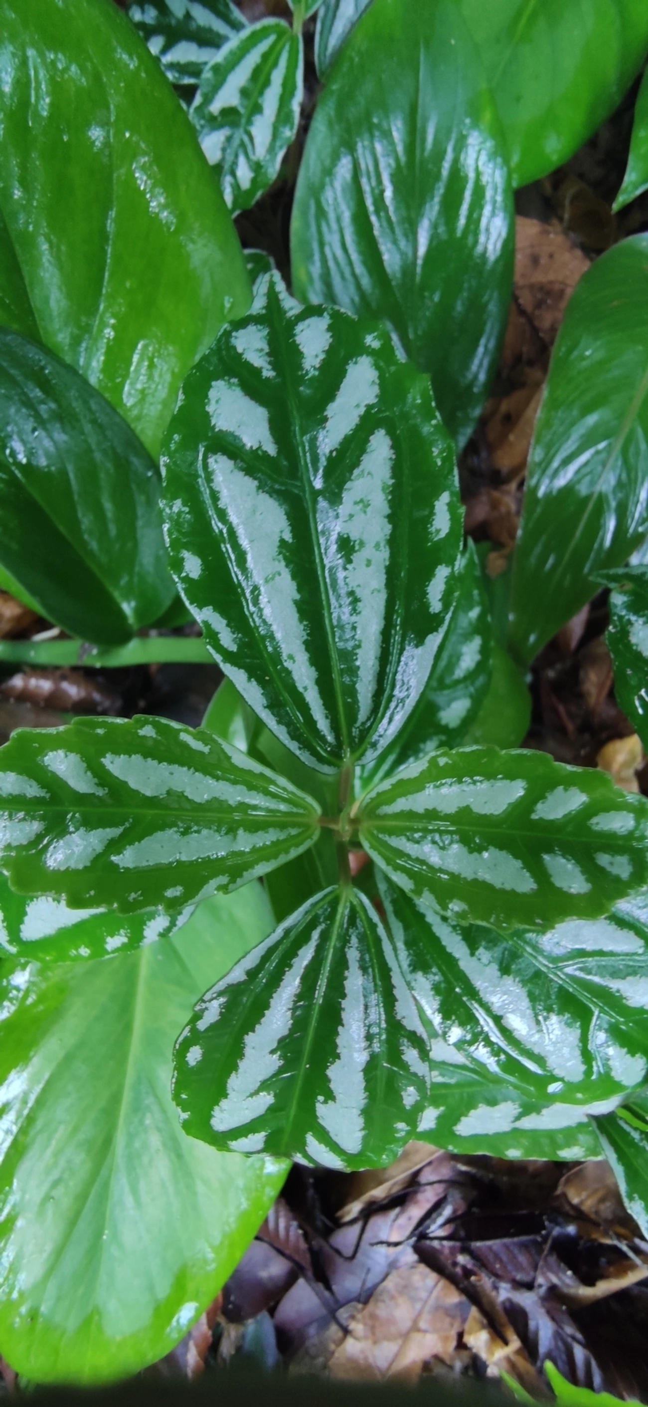 Planta-alumínio (Pilea cadierei), plantas, fotografado em Maresias, São Sebastião