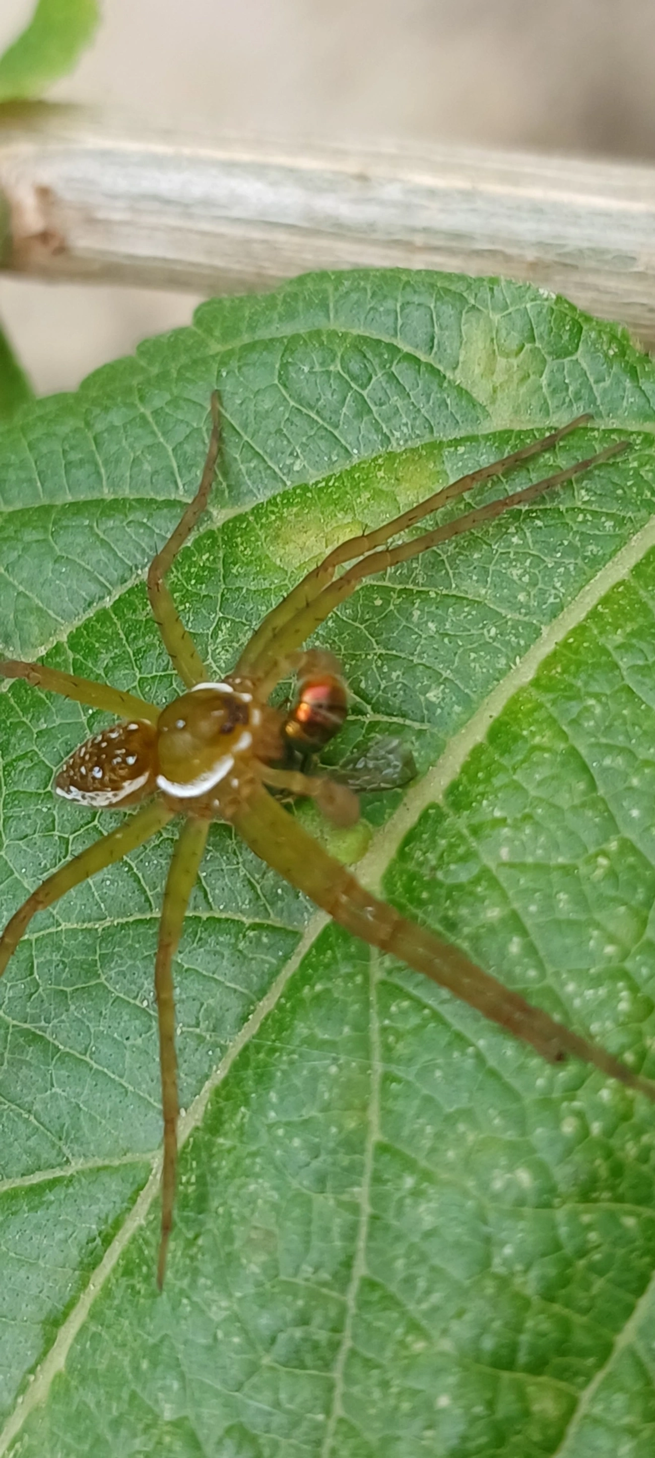 Thaumasia, aracnídeos, fotografado em Maresias, São Sebastião