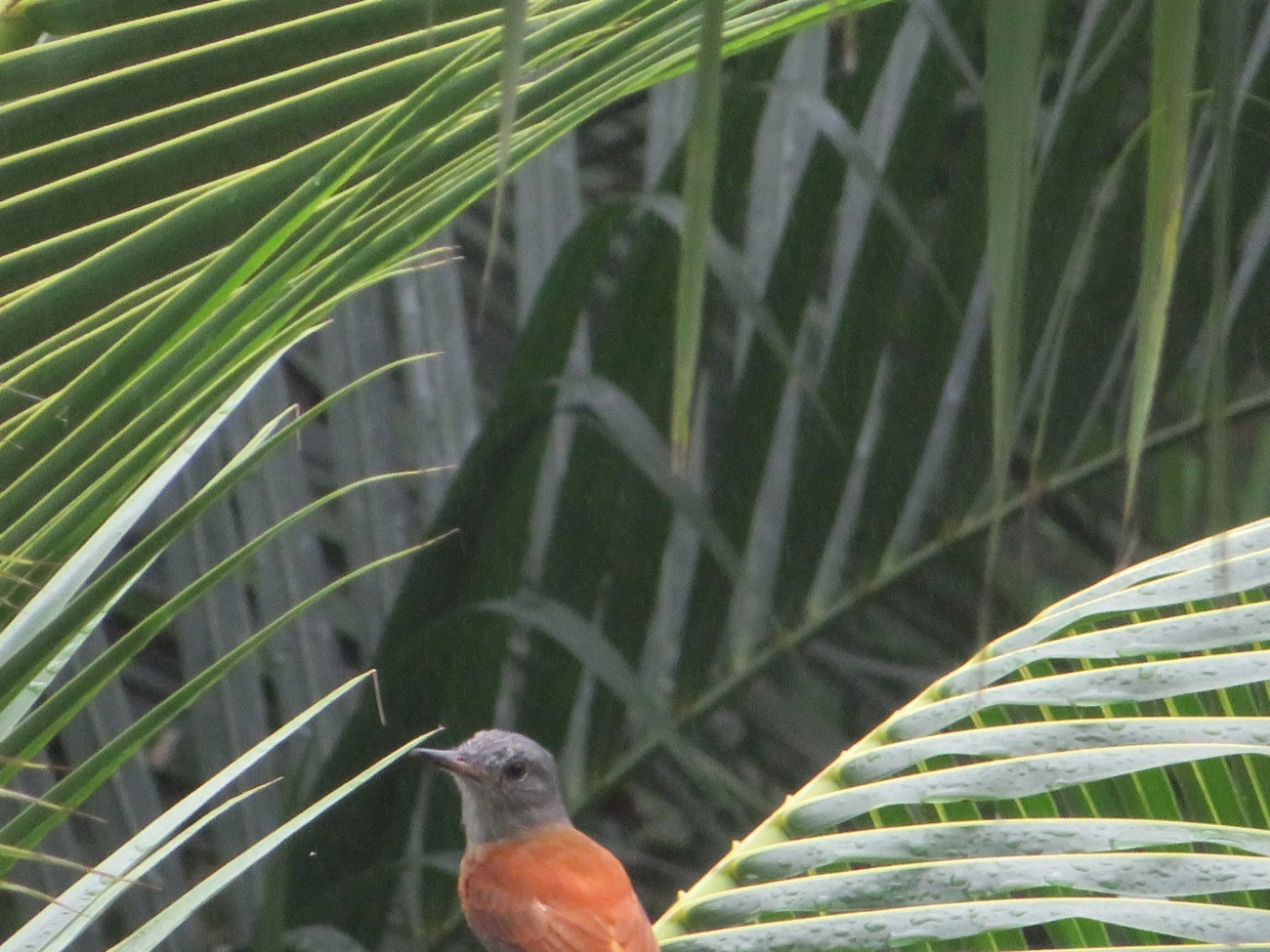 Capitão-de-saíra (Attila rufus), aves, fotografado em Maresias, São Sebastião