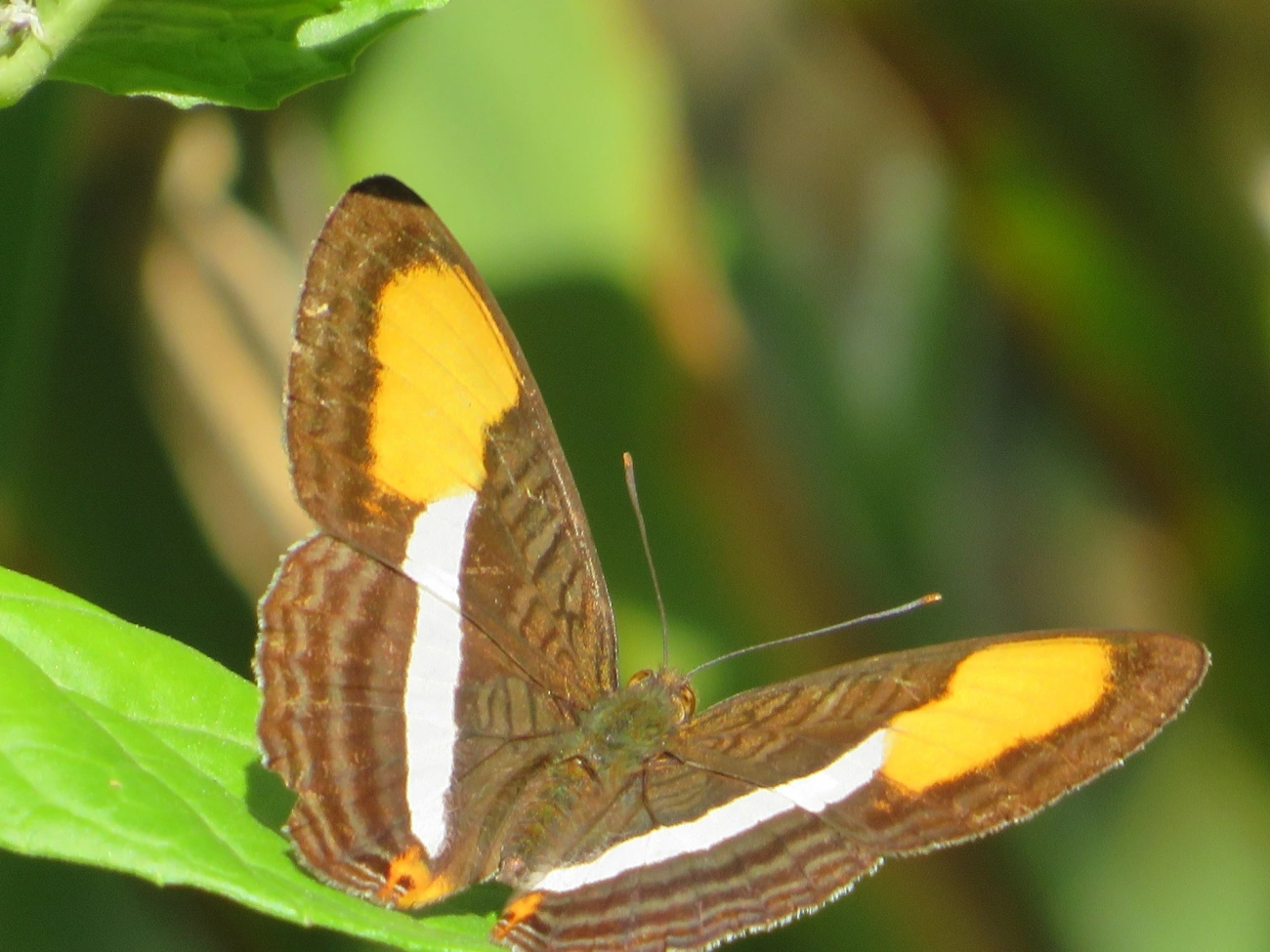 Irmã-de-faixa-lisa (Adelpha cytherea), insetos, fotografado em Maresias, São Sebastião