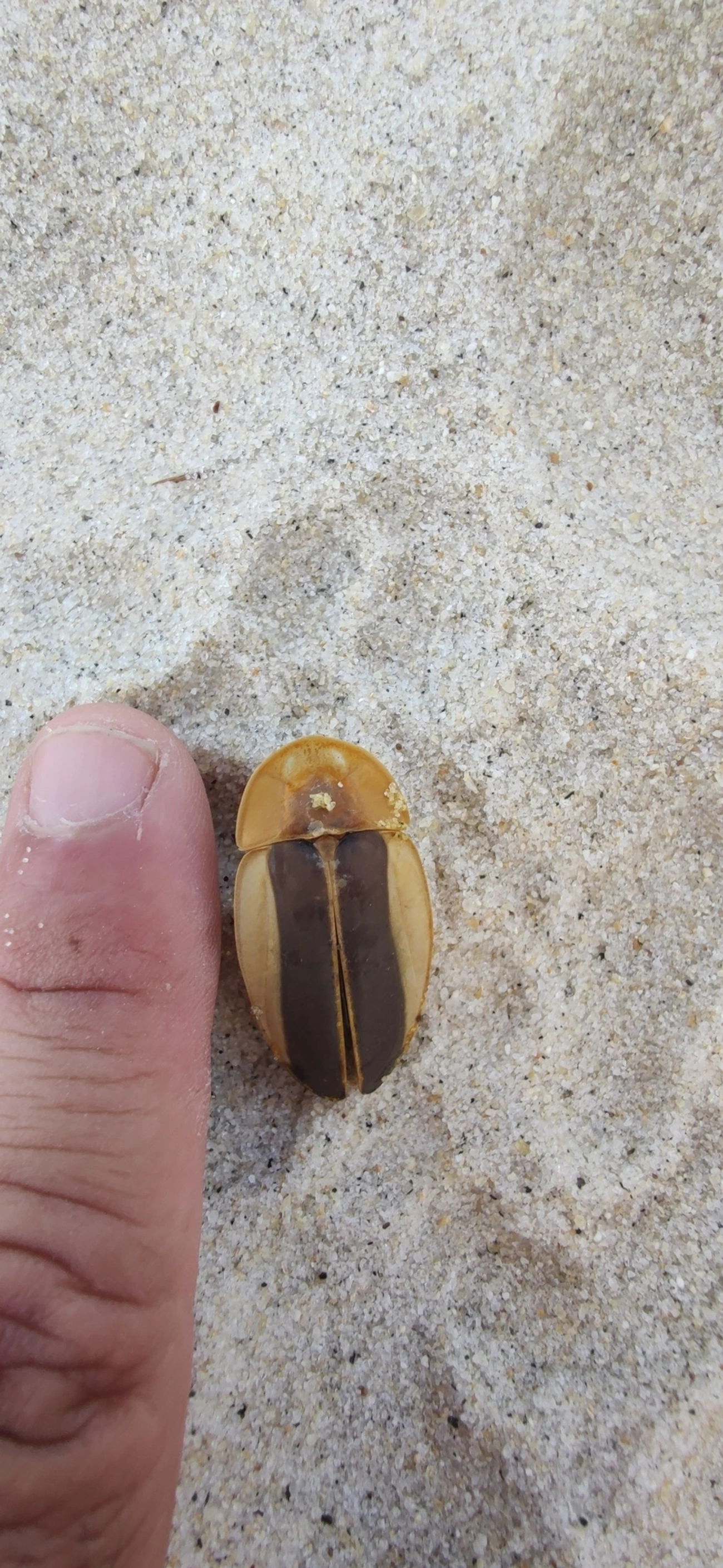 Vaga-lume (Cratomorphus aequalis), insetos, fotografado em São Sebastião