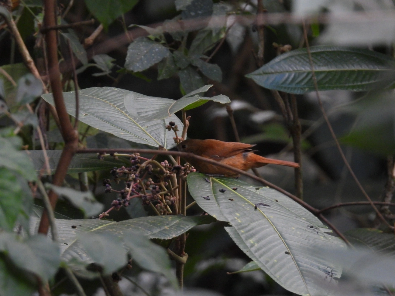 Tiê-preto (Tachyphonus coronatus), aves, fotografado em Maresias, São Sebastião