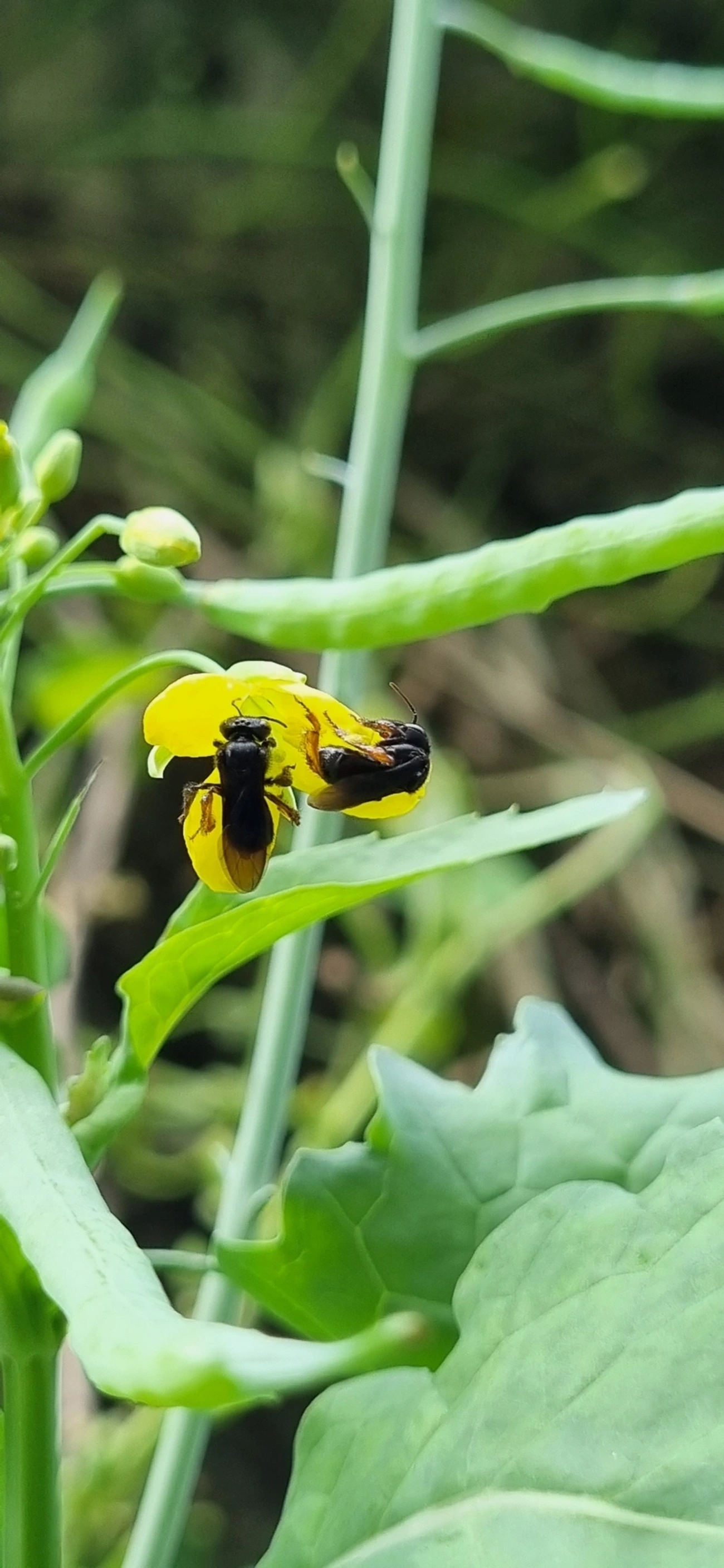 Arapuá (Trigona spinipes), insetos, fotografado em Maresias, São Sebastião