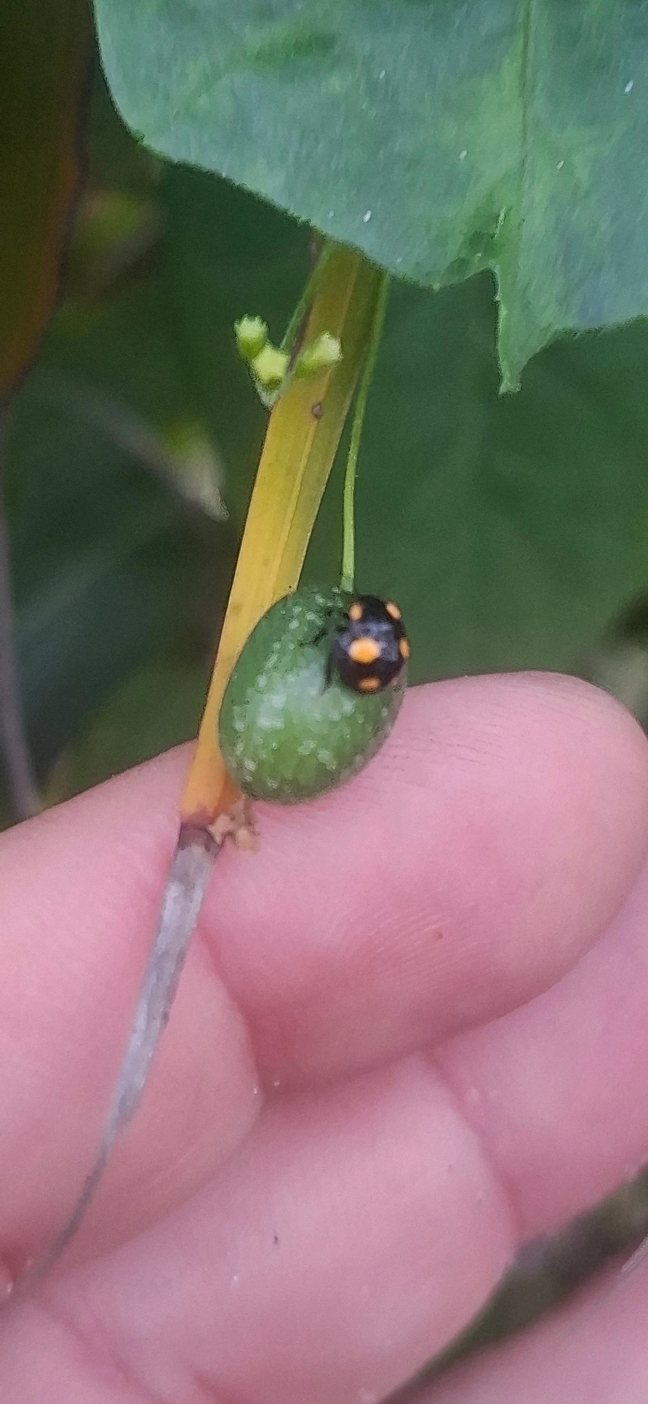 Joaninhas (Coccinellidae), insetos, fotografado em Maresias, São Sebastião