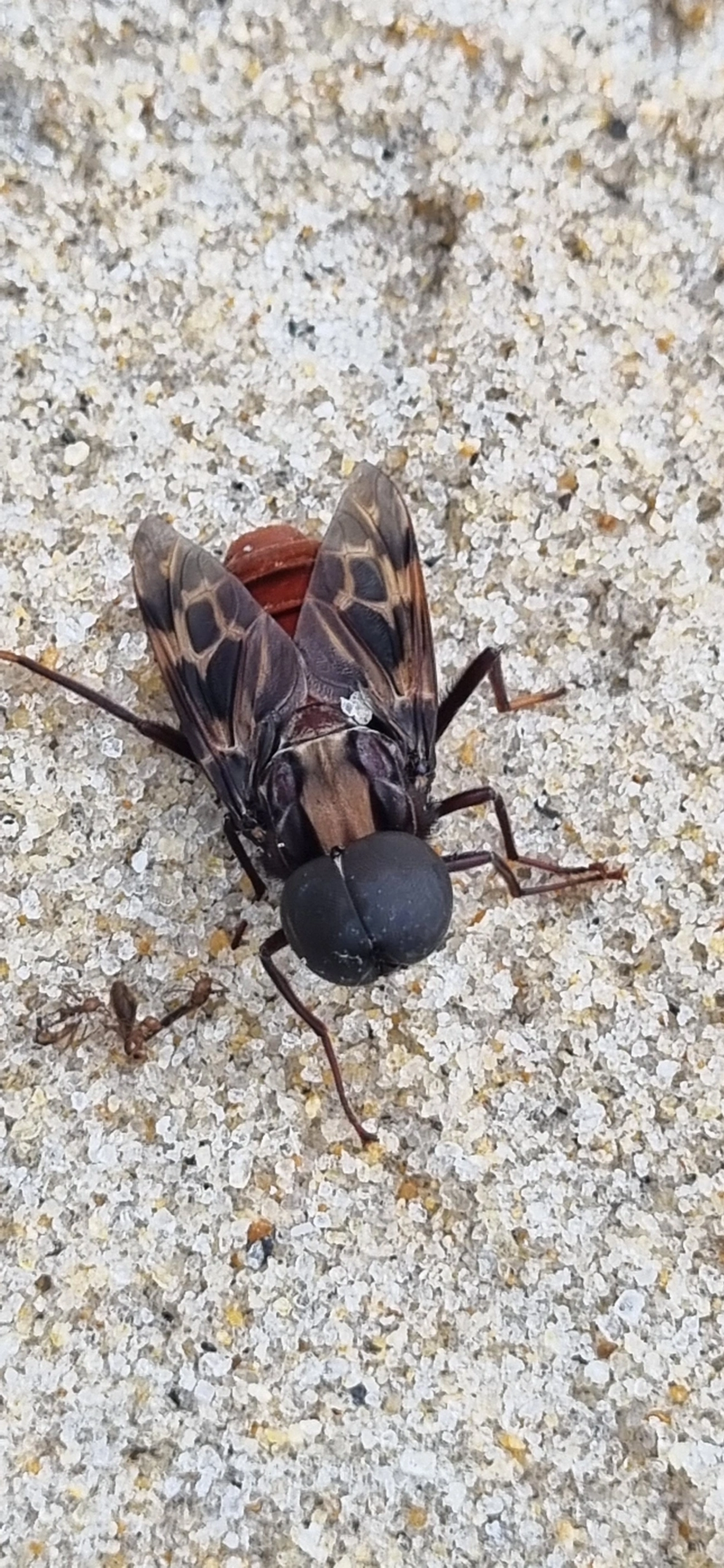 Pantophthalmus, insetos, fotografado em São Sebastião