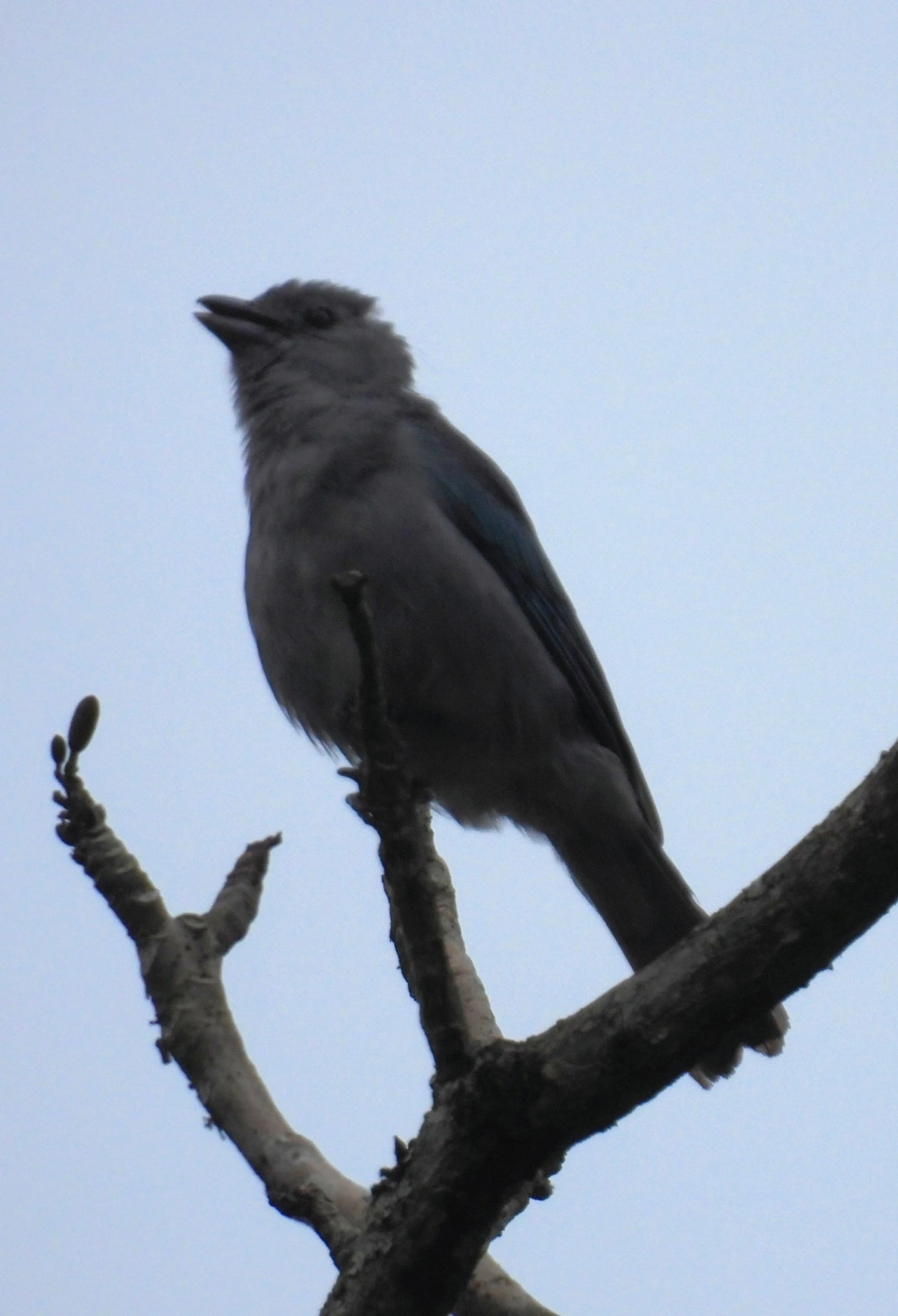 Sanhaço-cinzento (Thraupis sayaca), aves, fotografado em Santa Isabel