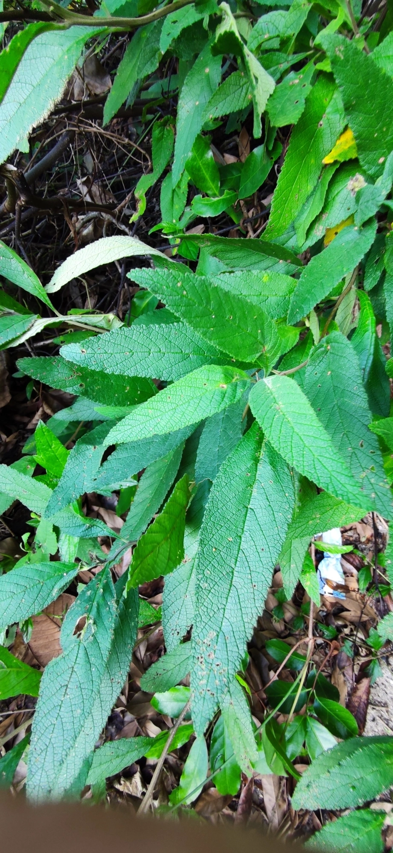 Erva-baleeira (Varronia curassavica), plantas, fotografado em Caraguatatuba