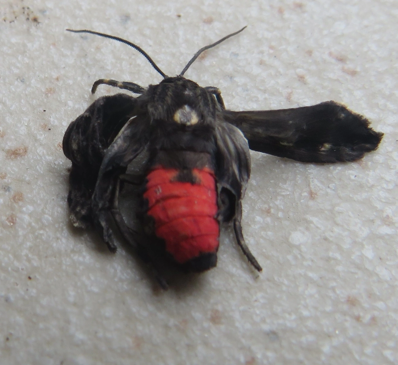 Mariposa-mímica-de-vespa-de-pontas-escarlates (Dinia eagrus), insetos, fotografado em Maresias, São Sebastião