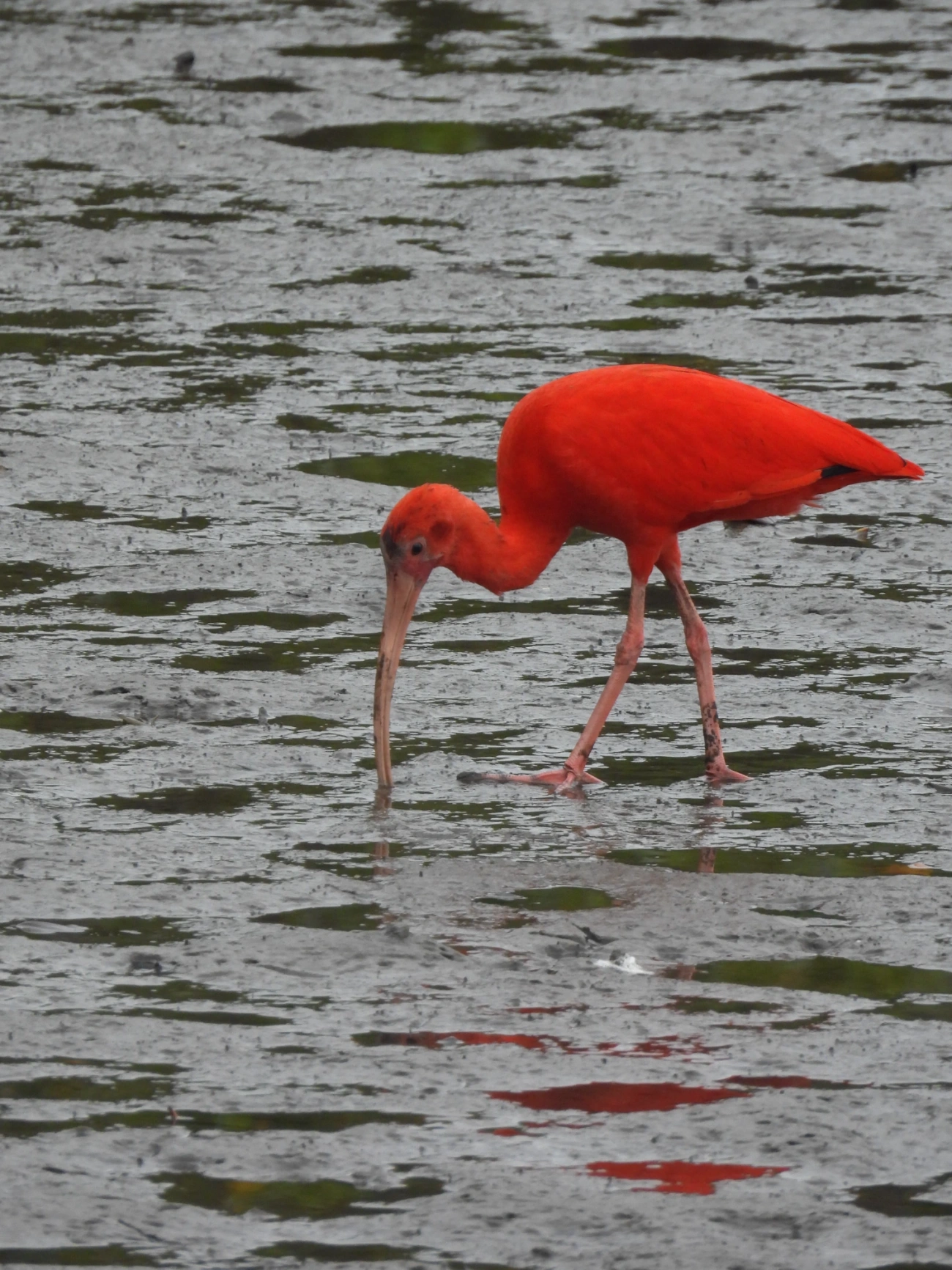 Guará (Eudocimus ruber), aves, fotografado em Cananéia