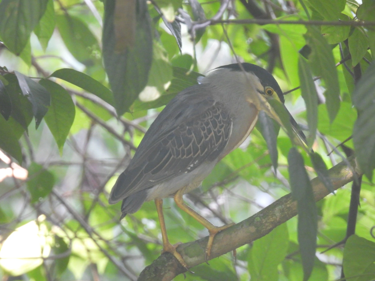 Socozinho (Butorides striata), aves, fotografado em Maresias, São Sebastião
