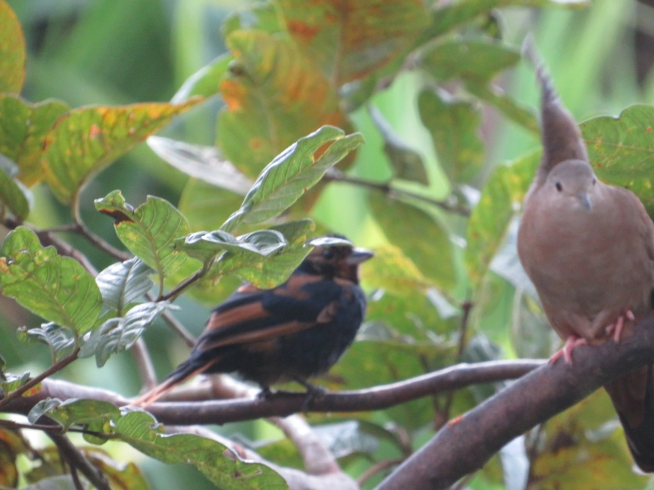 Tiê-preto (Tachyphonus coronatus), aves, fotografado em Maresias, São Sebastião