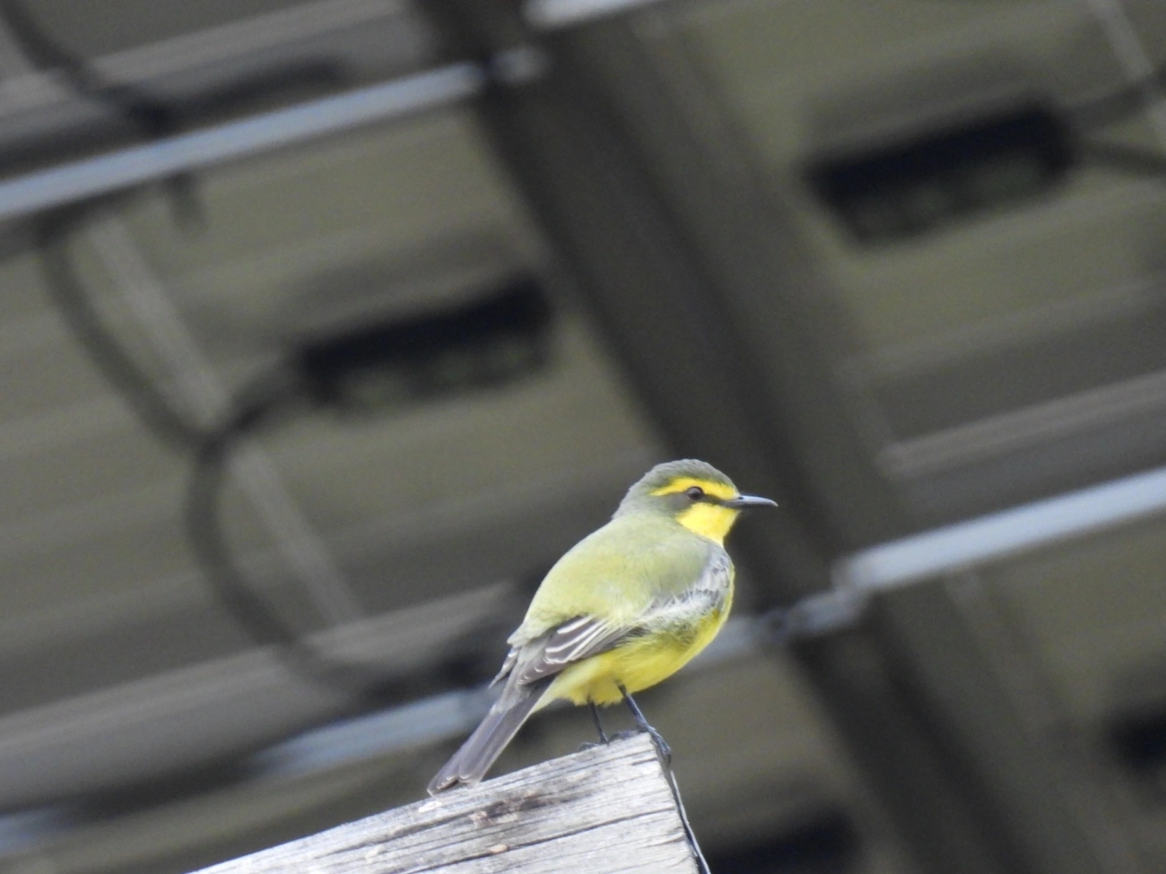 Suiriri-pequeno (Satrapa icterophrys), aves, fotografado em Itamonte