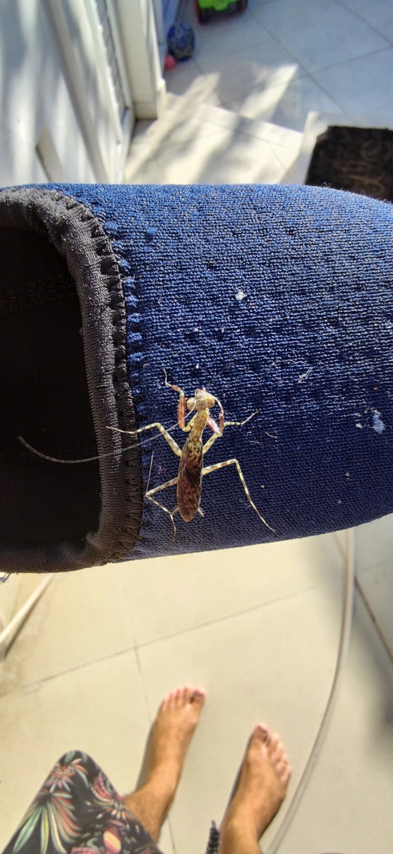 Liturgusidae, insetos, fotografado em Maresias, São Sebastião