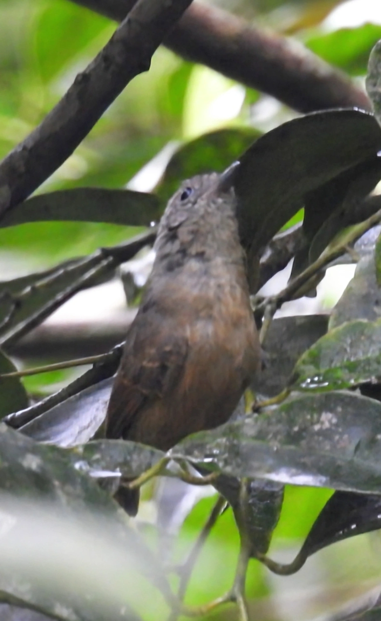 Choca-da-mata (Thamnophilus caerulescens), aves, fotografado em Maresias, São Sebastião