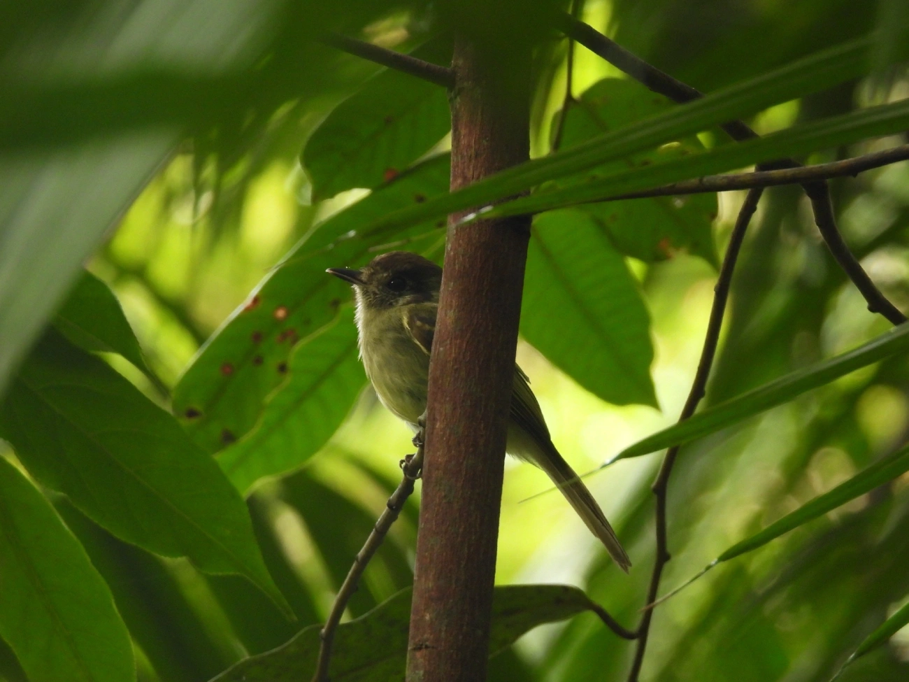 Cabeçudo (Leptopogon amaurocephalus), aves, fotografado em Maresias, São Sebastião
